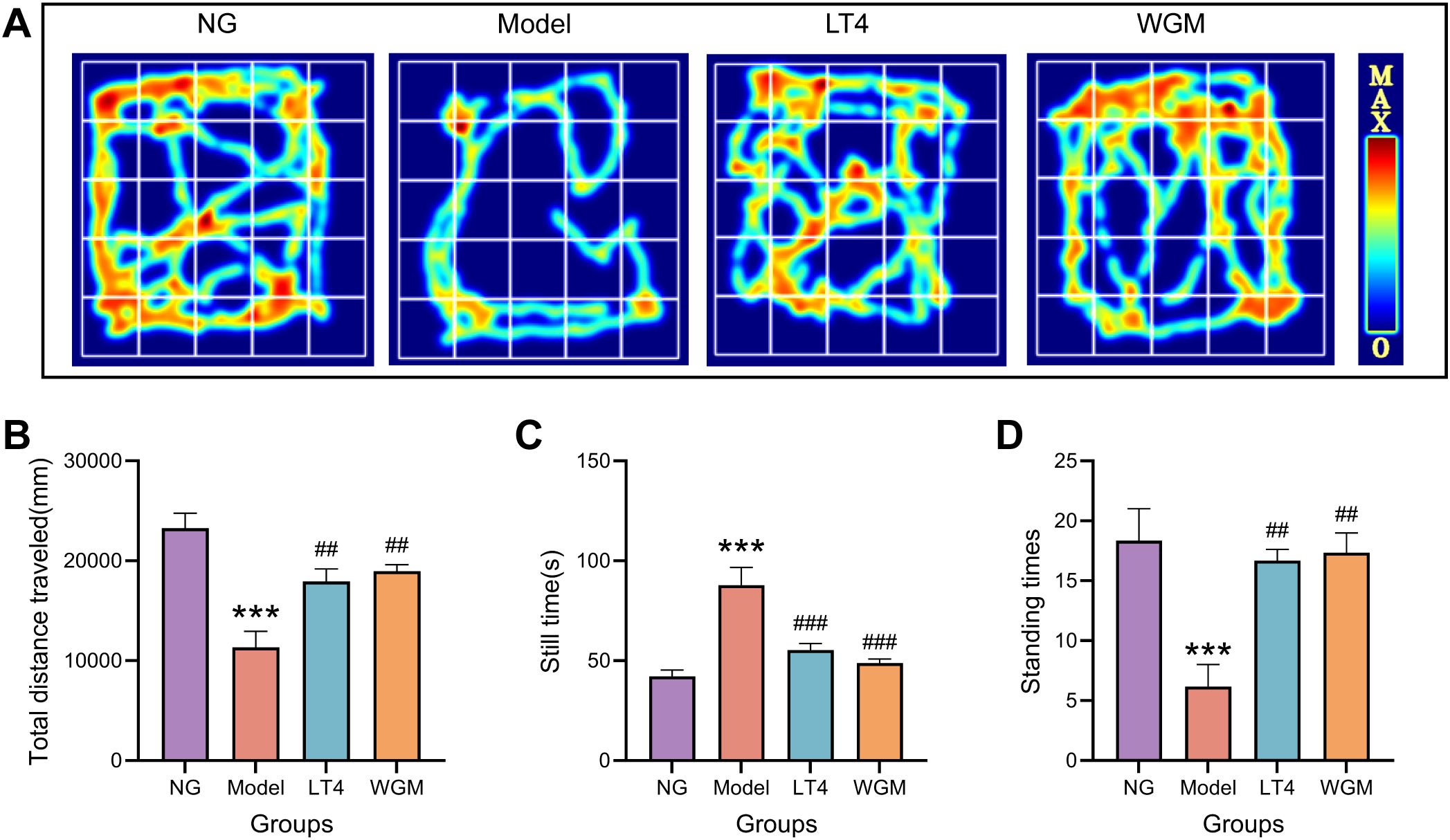 Panel A shows heat maps of movement paths for four groups: NG, Model, LT4, and WGM. Panels B, C, and D display bar graphs comparing groups for total distance traveled, still time, and standing times, respectively. NG shows the highest activity in distance traveled and standing times, while Model group has the highest still time. LT4 and WGM groups show improvements compared to the Model group.
