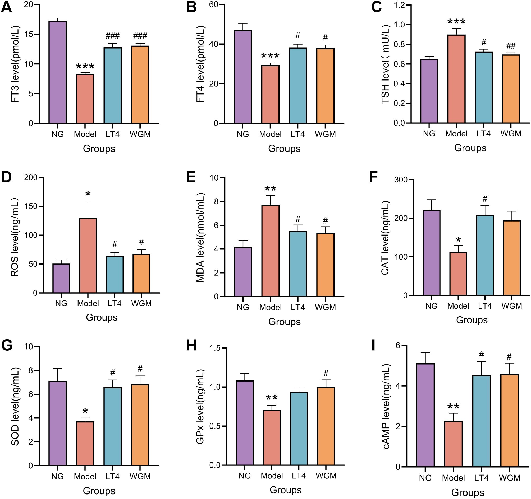 Bar charts displaying various biological parameter levels across four groups: NG, Model, LT4, and WGM. Graphs A to I represent FT3, FT4, TSH, ROS, MDA, CAT, SOD, GPx, and cAMP levels, respectively. Significant differences between groups are indicated by asterisks and hash symbols. Each graph shows comparisons of parameter means with error bars, highlighting variations among the groups.