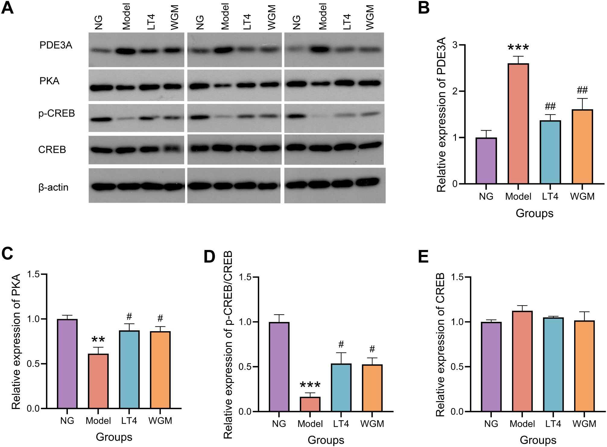 Panel A shows Western blot images for PDE3A, PKA, p-CREB, CREB, and β-actin in NG, Model, LT4, and WGM groups. Panel B to E present bar graphs of relative expressions: B for PDE3A, C for PKA, D for p-CREB/CREB, and E for CREB. The Model group shows significant changes compared to others, especially in PDE3A expression.