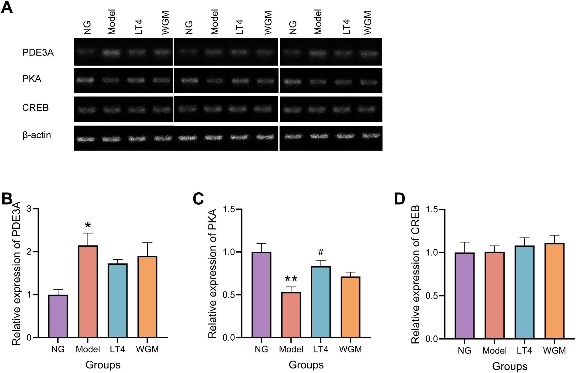 Four panels of experimental data illustrate mRNA expression levels. Panel A shows RT-PCR images of PDE3A, PKA, and CREB in the NG group, model group, LT4 group, and WGM group. Panel B displays a bar chart of PDE3A mRNA expression levels, with a significant increase in the model group. Panel C indicates PKA mRNA expression levels, showing a significant decrease in the model group and a slight increase in the LT4 group. Panel D shows that CREB mRNA expression levels are similar across all groups.