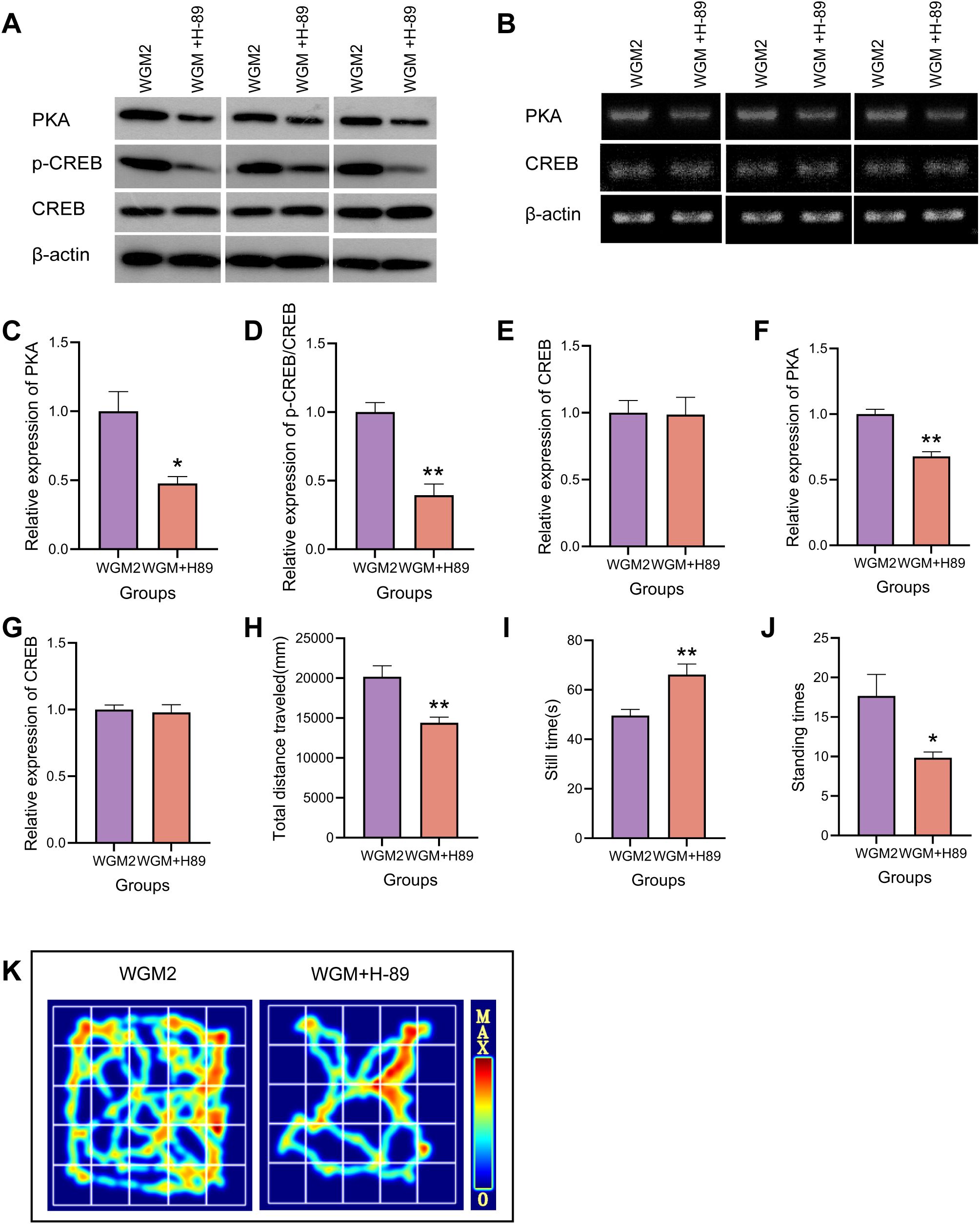 Figure A shows the Western blot images of the WGM2 group and the WGM+H-89 group. Figure B displays the RT-PCR images of the WGM2 group and the WGM+H-89 group. Figures C to E compare the protein expression levels of PKA, p-CREB/CREB, and CREB among the groups. Figures F and G compare the mRNA expression levels of PKA and CREB among the groups. Figures H-J represent the behavioral parameters of rats in each group. Figure K is a heatmap indicating differences between the two groups in navigation and activity levels. Statistical significance is marked with asterisks.