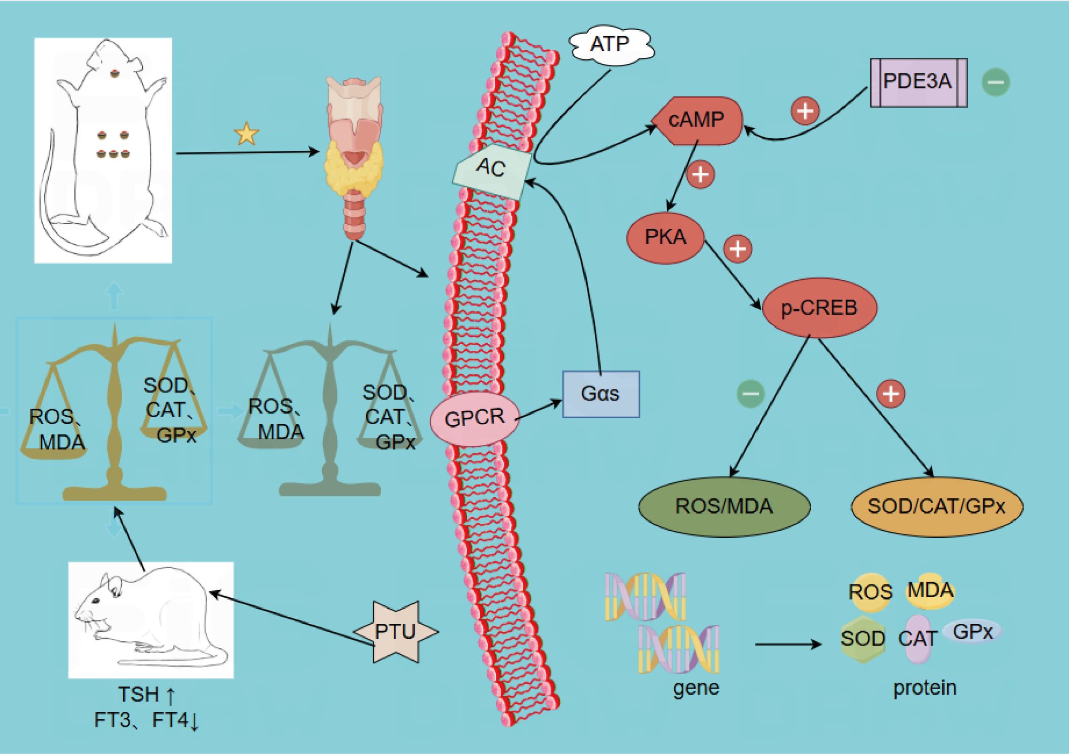 Diagram illustrating a biochemical pathway involving a rat, the thyroid gland, and signaling molecules. The pathway starts with PTU affecting the thyroid, impacting TSH, FT3, and FT4 levels. Various interactions involve GPCR, ATP, cAMP, and proteins like PKA and p-CREB. The pathway influences ROS, MDA, SOD, CAT, and GPx levels, represented by balance scales.