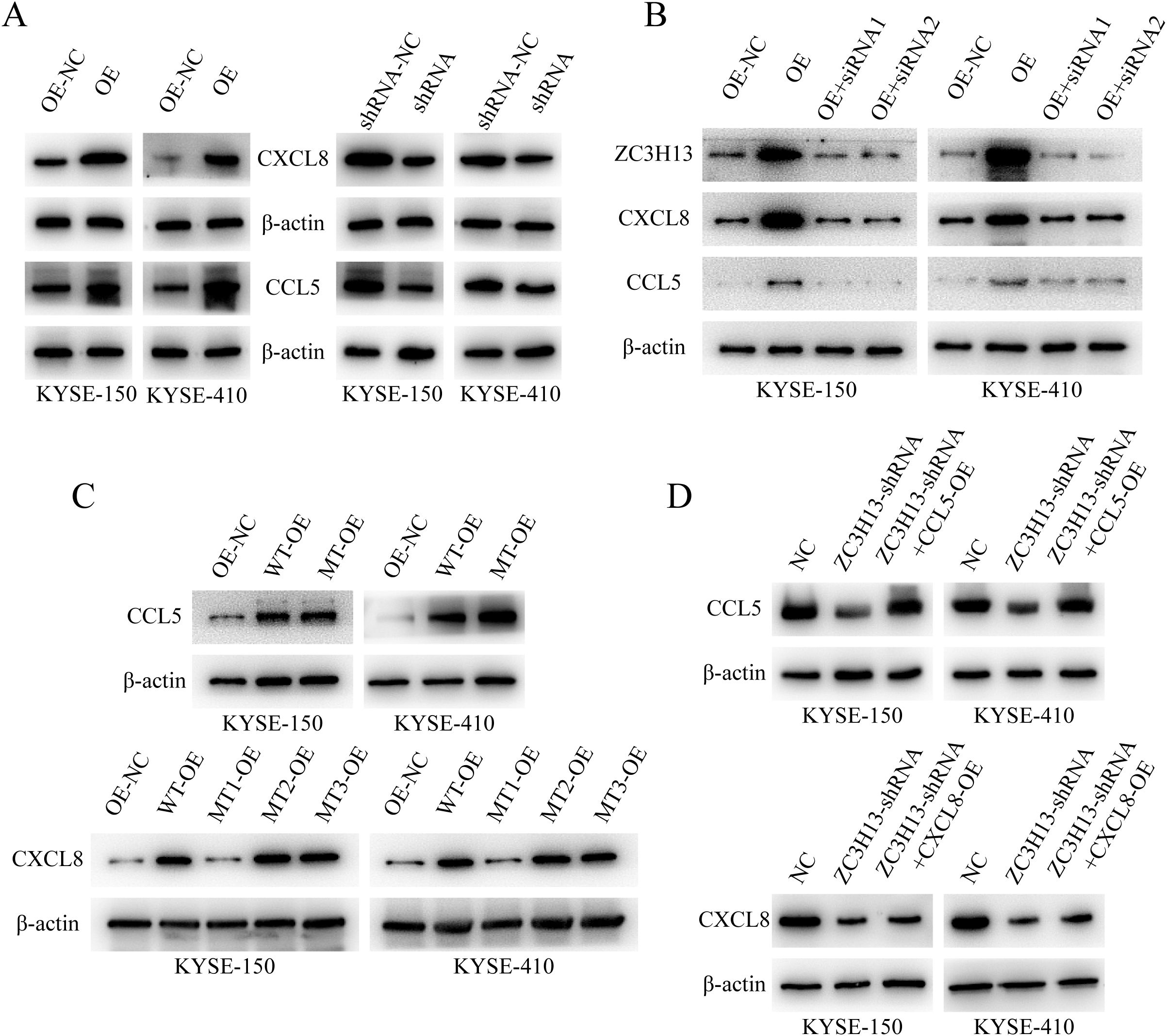 Western blot analysis showing protein expression levels in various conditions across panels labeled A, B, C, and D for KYSE-150 and KYSE-410 cell lines. Panel A displays CXCL8, CCL5, and β-actin expressions under OE-NC, OE, shRNA-NC, and shRNA. Panel B shows ZC3H13, CXCL8, CCL5, and β-actin with OE-NC, OE, and OE + siRNA conditions. Panel C highlights CCL5, CXCL8, and β-actin under OE-NC, WT-OE, and MT-OE conditions. Panel D compares CCL5, CXCL8, and β-actin expressions under NC, ZC3H13-shRNA, and CCL5 or CXCL8 overexpression settings.