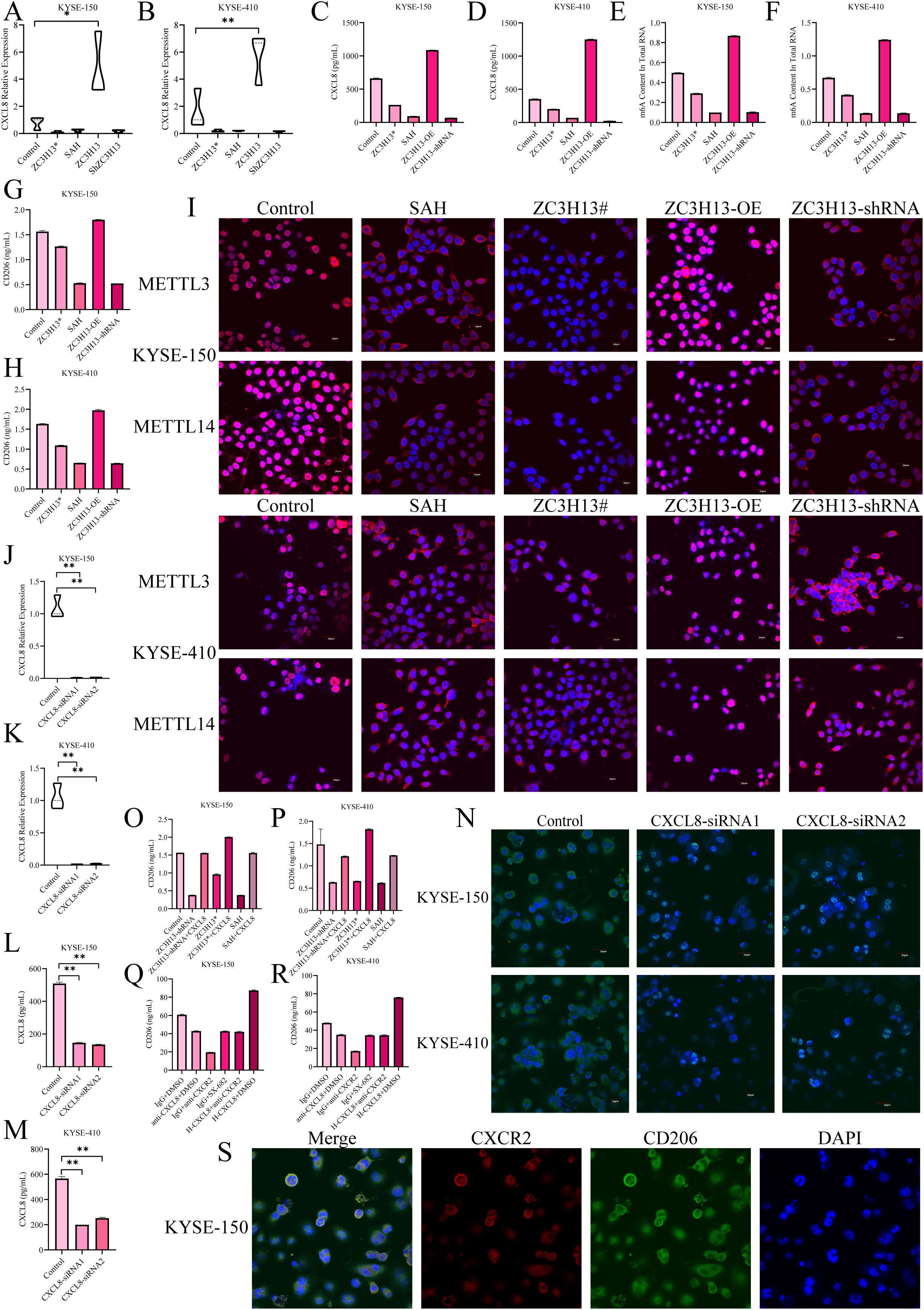 Graphs and cell images depict the expression of CXCL8 and METTL genes across different conditions in KYSE-150 and KYSE-410 cells. Panels show statistical data, bar charts, and fluorescence microscopy images of cellular expression levels, highlighting variations in gene expression and protein localization with different treatments.