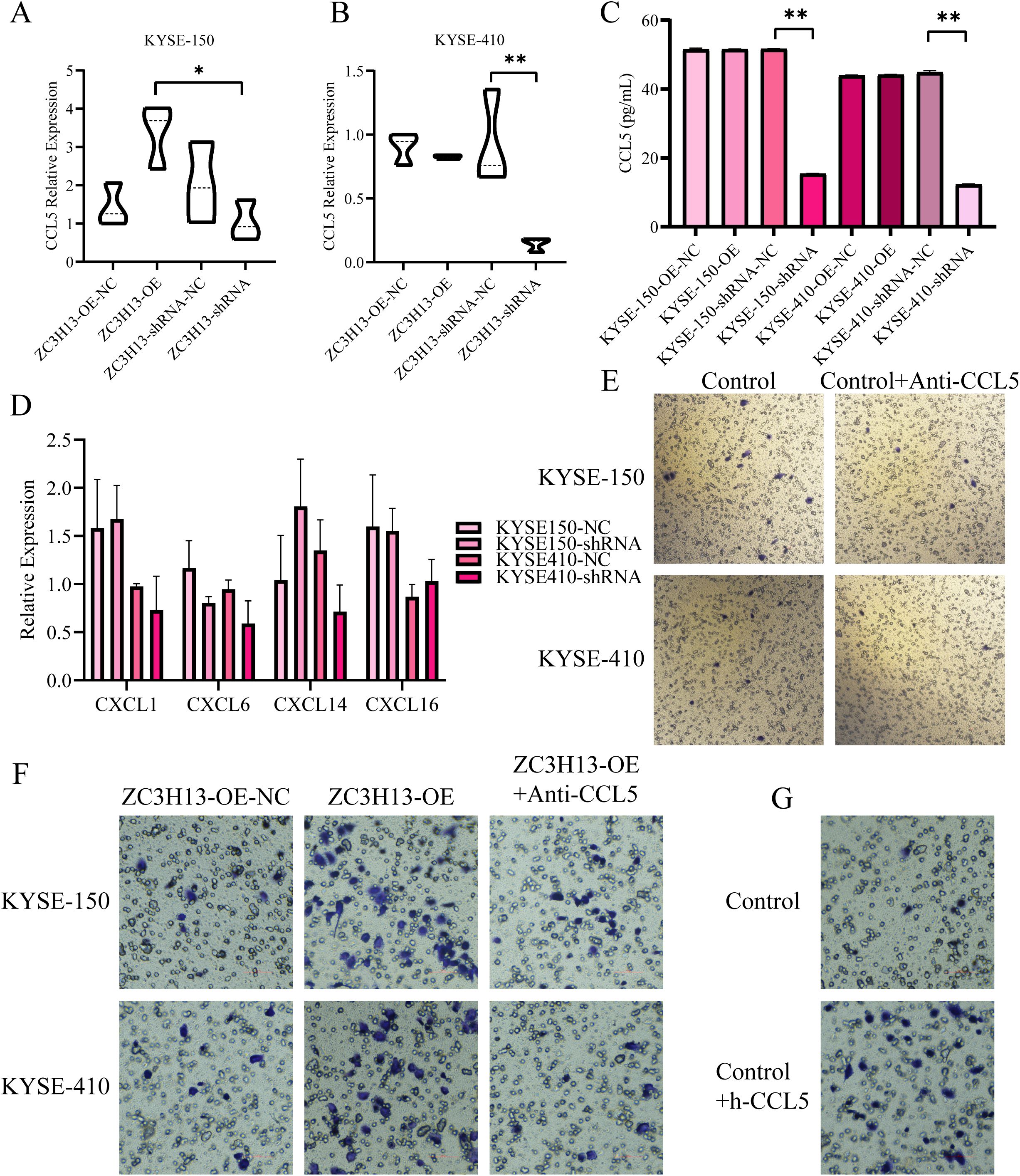 Panels A and B show violin plots of CCL5 relative expression in KYSE-150 and KYSE-410 cells, respectively, with significant differences indicated. Panel C presents a bar graph of CCL5 levels in various cell types. Panel D features a bar chart of relative expression of CXCL chemokines in KYSE-150 and KYSE-410 cells. Panels E, F, and G depict microscopic images of cells under different conditions, showcasing effects related to control, anti-CCL5, and h-CCL5 treatments.
