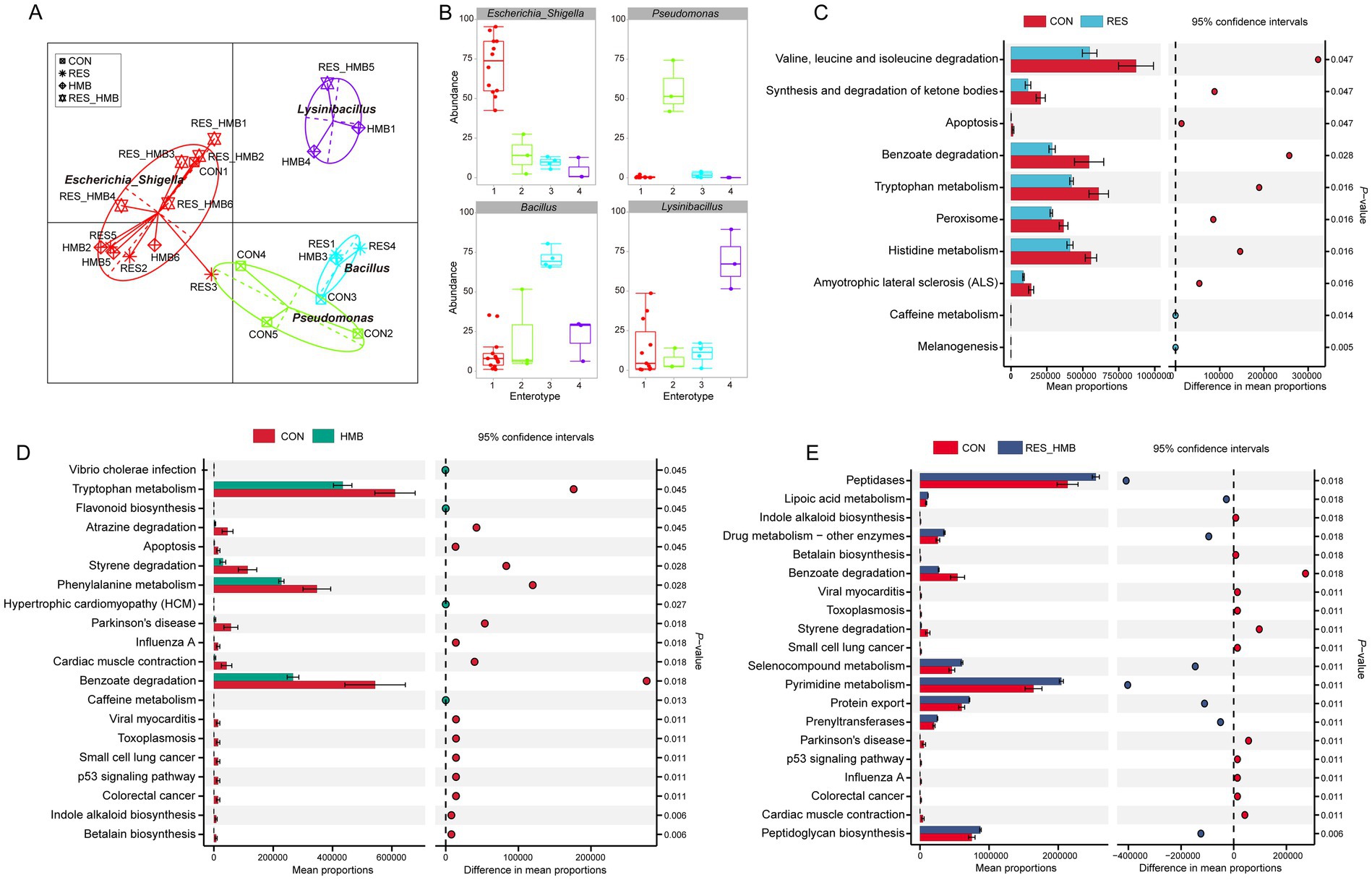 A series of images analyze microbial data across different conditions. Panel A shows a PCA plot with microbial genera like Escherichia and Lactobacillus. Panel B features boxplots of microbial abundance across four enterotypes. Panel C depicts a bar chart comparing metabolic pathways between groups CON and RES, with confidence intervals. Panel D presents a similar comparison focusing on pathways like vibrio cholerae infection and flavonoid biosynthesis. Panel E highlights differences in pathways such as peptidase activity and drug metabolism between CON and RES_HMB, also with confidence intervals.