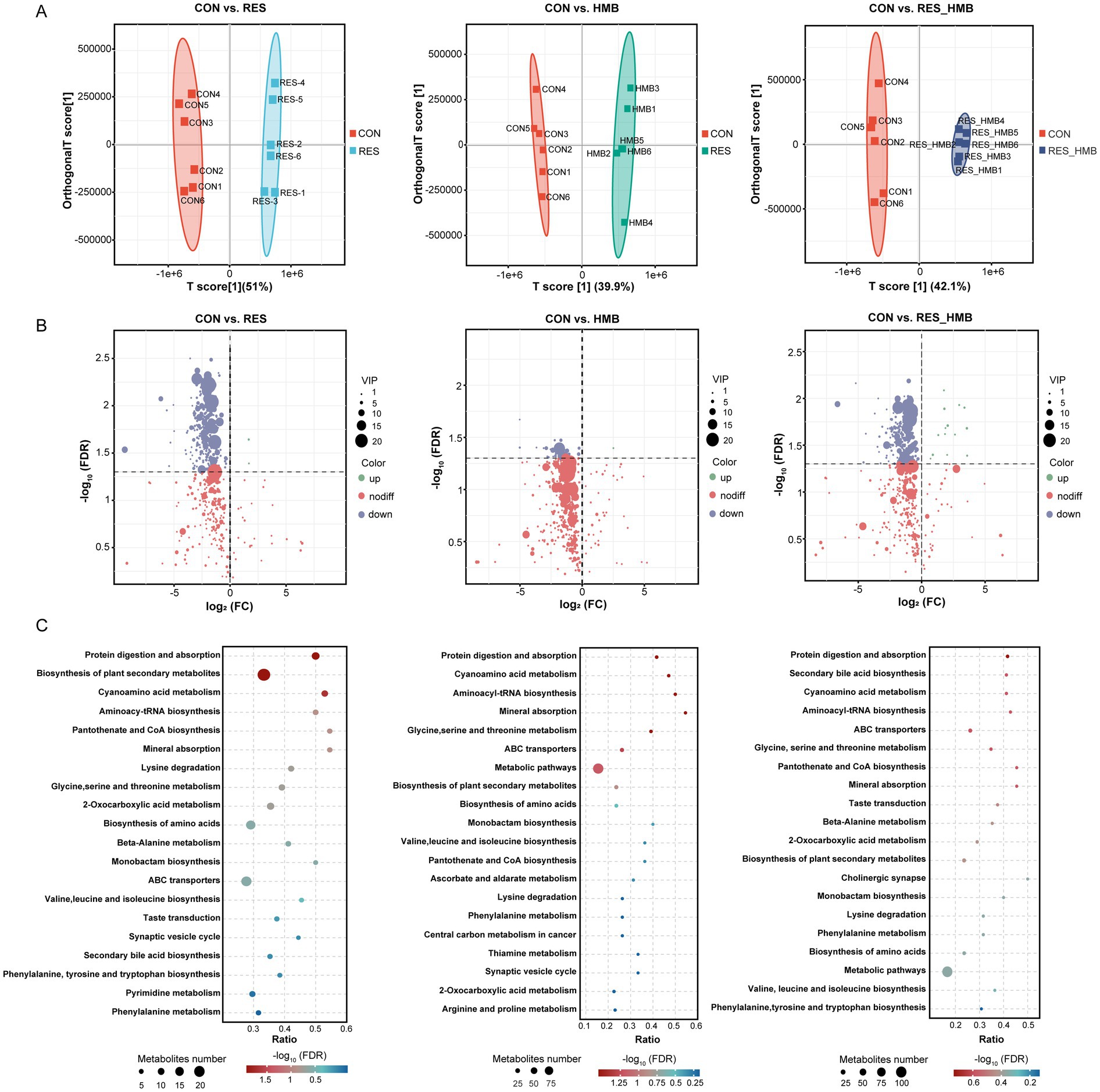 Three panels showing statistical comparisons of metabolic data. Panel A: Three score plots with red and blue ellipses comparing groups: CON vs. RES, CON vs. HMB, and CON vs. RES_HMB. Each plot includes labeled points representing samples.Panel B: Three volcano plots showing differential expression with points colored by regulation: up (red), down (blue), or not significant (gray). Axes show log fold change and negative log P-value.Panel C: Two bubble plots depicting metabolic pathways with bubbles showing the ratio, P-value, and metabolite number. Larger bubbles indicate greater significance or more metabolites.