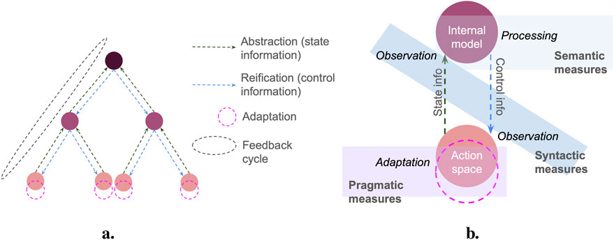 Diagram illustrating two interconnected models. Part a shows a hierarchical network with colored nodes connected by dotted lines, labeled abstraction, reification, adaptation, and feedback cycle. Part b depicts a circular model with a central