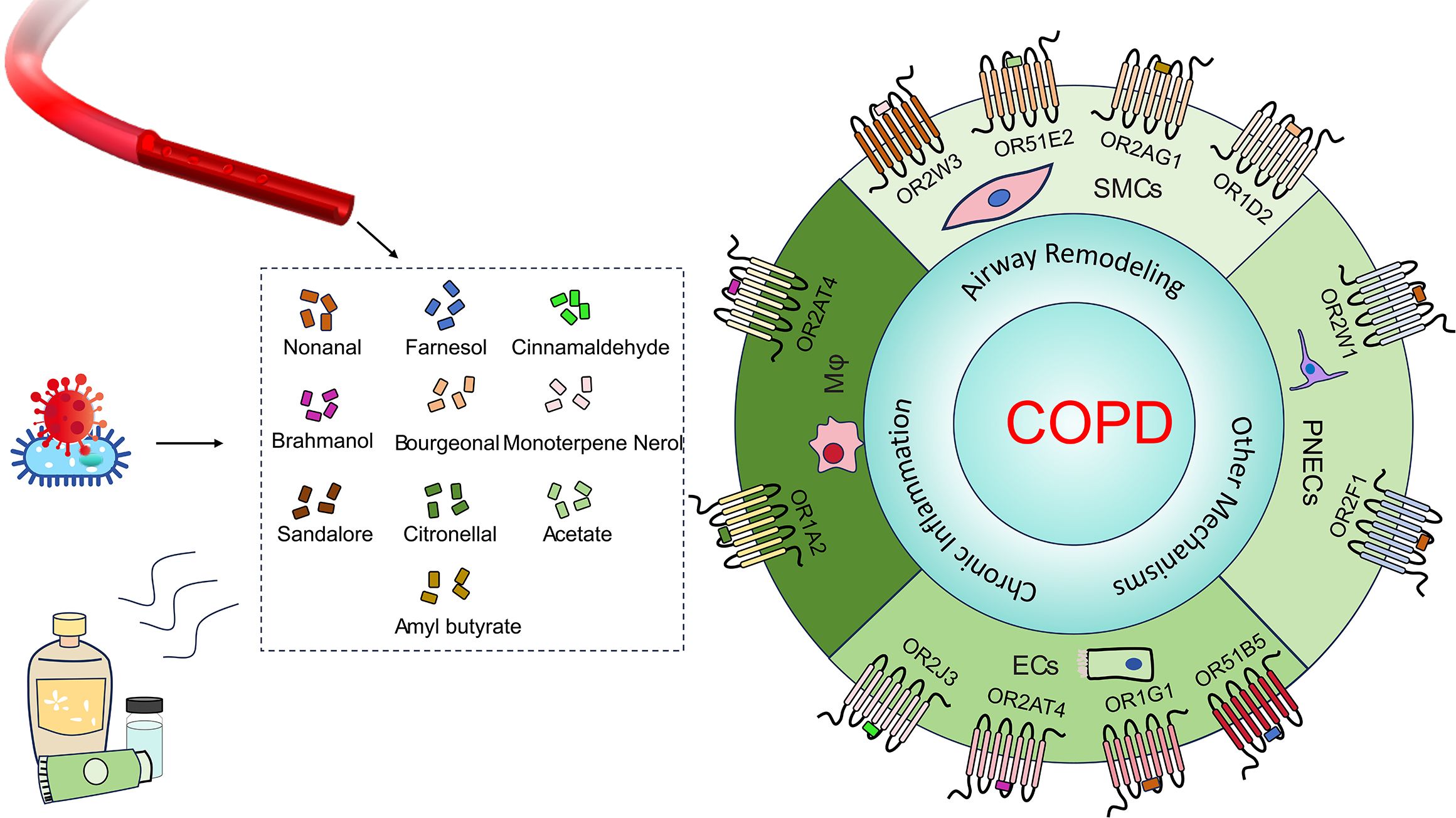 Diagram illustrating the relationship between a nasal spray, scent chemicals, and COPD mechanisms. Various chemicals are shown, leading to a circular chart detailing COPD-related processes: airway remodeling, inflammation, and chronic mechanisms. Cells and receptors like SMCs, PNECs, and different ORs are represented around the circle's perimeter. Arrows and labels show connections between each component.
