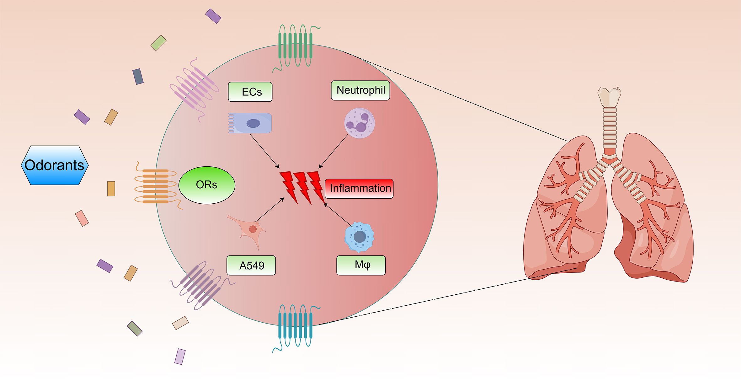 Diagram illustrating the interaction between odorants and olfactory receptors (ORs), leading to inflammation. Odorants activate ORs in various cells: endothelial cells (ECs), neutrophils, A549 cells, and macrophages, contributing to inflammation. The image is linked to lung representation, indicating respiratory implications.