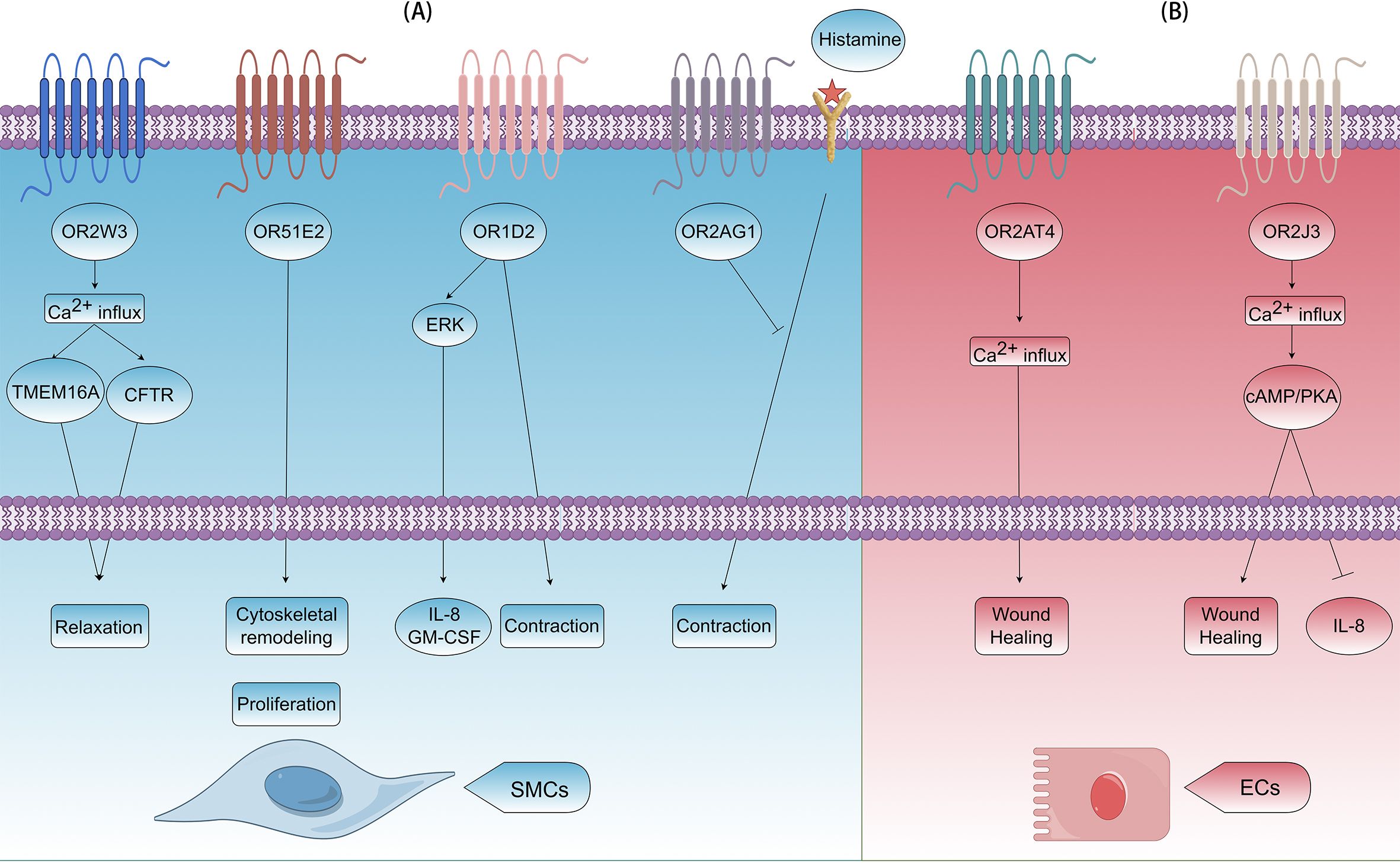 Diagram illustrating signaling pathways of olfactory receptors in smooth muscle cells (A) and endothelial cells (B). Key pathways involve calcium ion influx and various molecules like TMEM16A, ERK, and cAMP/PKA, leading to processes such as relaxation, cytoskeletal remodeling, wound healing, and contraction. Histamine is shown in cell membranes.