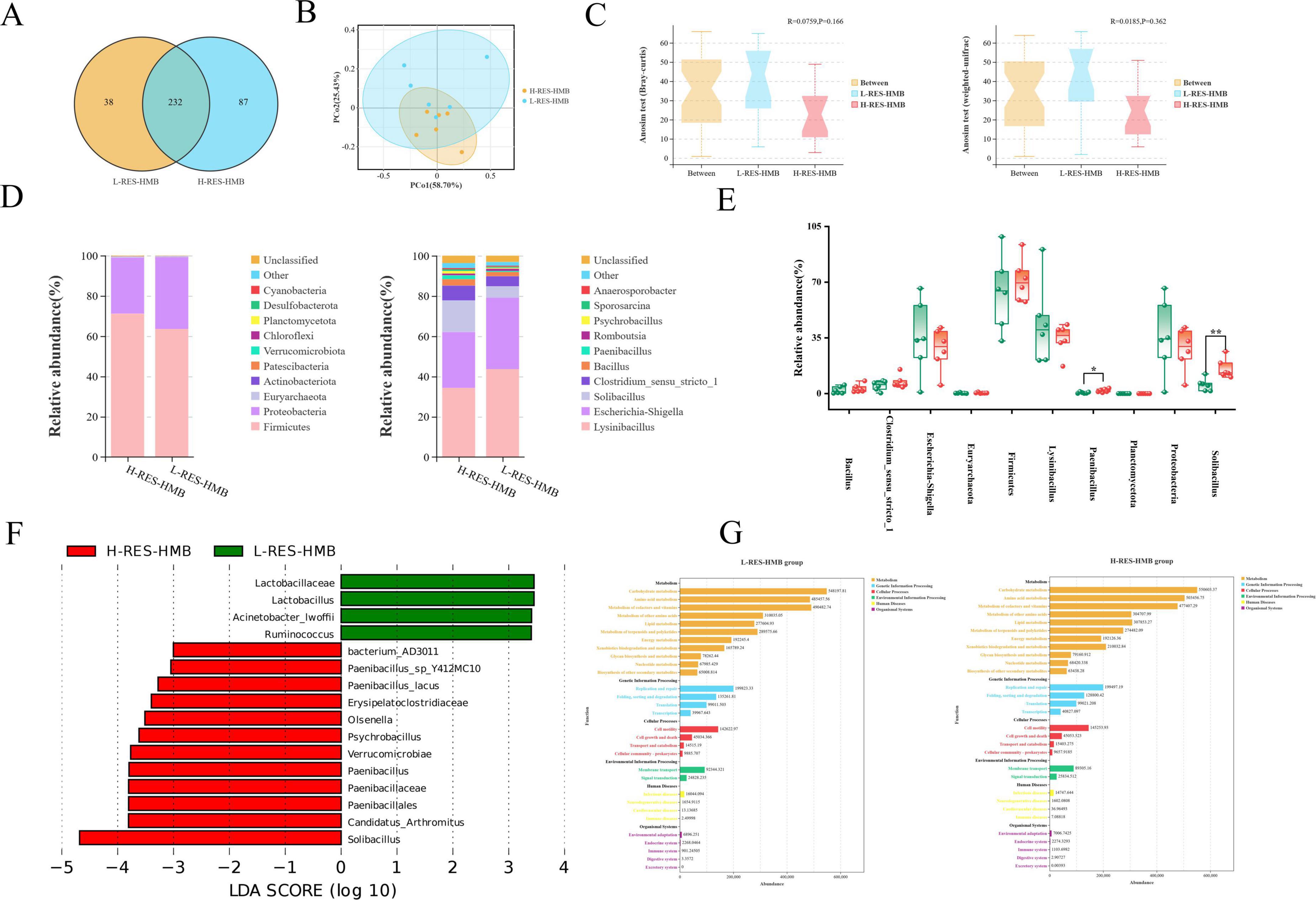 A series of charts and graphs analyzing bacterial composition and abundance. Panel A shows a Venn diagram comparing two groups, H-RES-HMB and L-RES-HMB, indicating shared and unique elements. Panel B is a PCA plot displaying sample clustering. Panel C consists of violin plots of sample distances within and between groups. Panel D contains bar graphs of relative bacterial abundance in the two groups. Panel E shows box plots of specific bacterial genera across groups. Panel F is a bar chart with LDA scores for various bacteria. Panel G features comparative bar charts of bacterial contributions in each group.