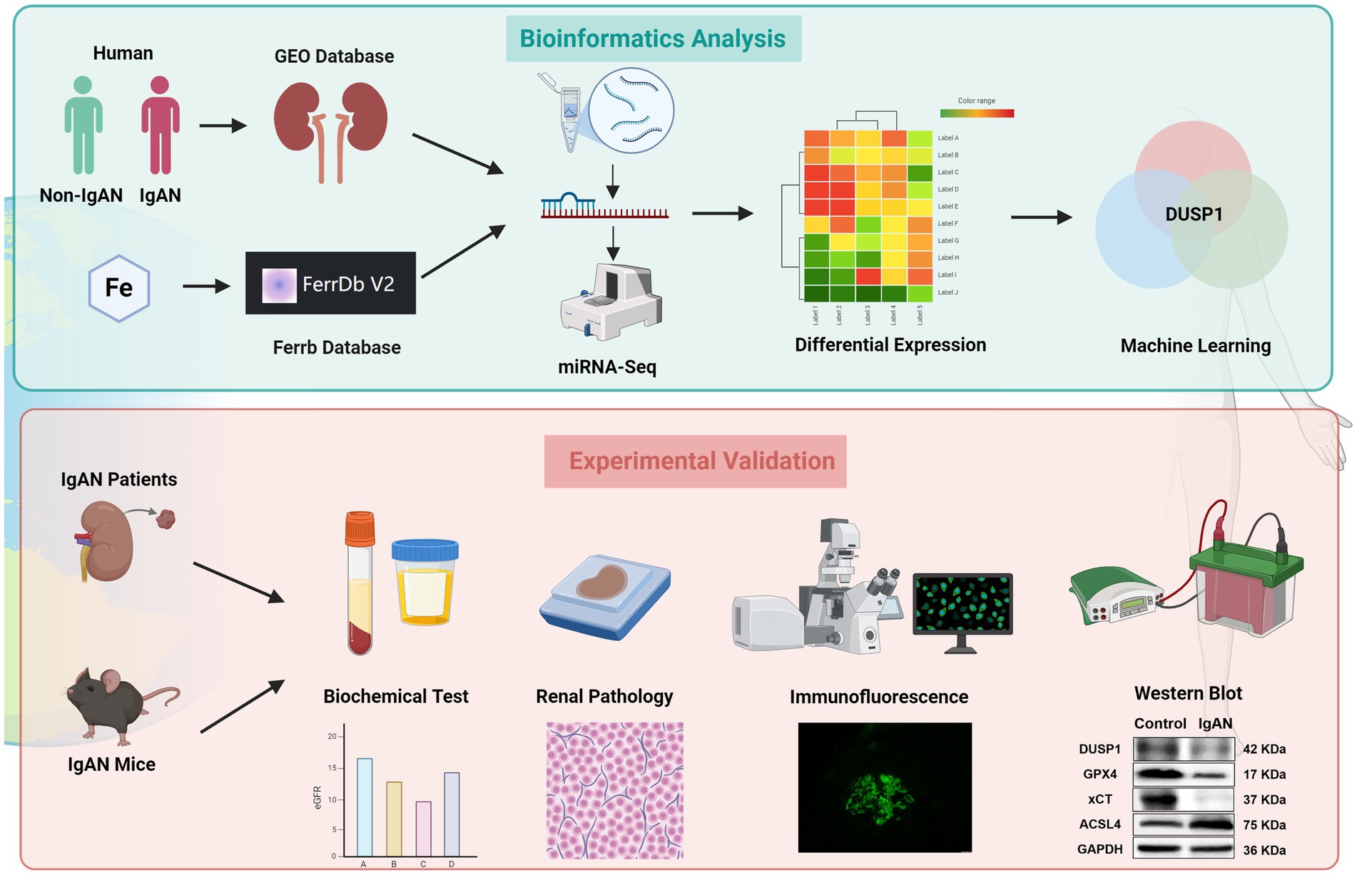 Flowchart depicting a study on IgA Nephropathy (IgAN). The top section shows bioinformatics analysis involving GEO and Ferrb databases, miRNA sequencing, differential expression, and machine learning, focusing on the DUSP1 gene. The bottom section depicts experimental validation with IgAN patients and mice, including biochemical tests, renal pathology, immunofluorescence, and Western blot analysis.