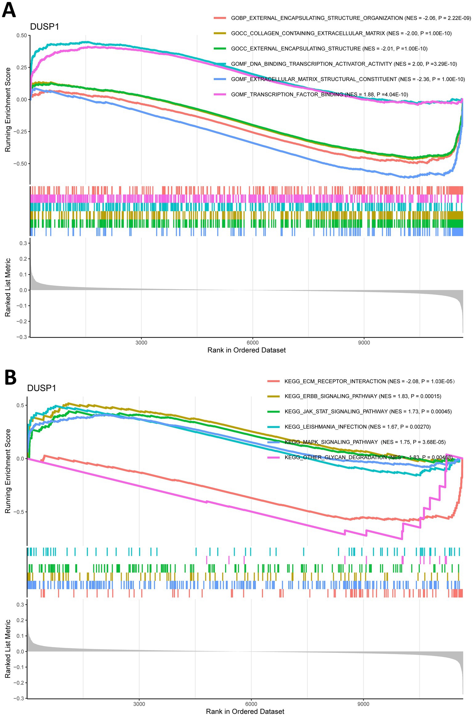 Graphs labeled A and B show the enrichment scores for datasets related to DUSP1. Graph A focuses on gene ontology categories, with positive and negative enrichment for various structures and activities. Graph B displays pathways from the KEGG database, indicating positive and negative enrichments in receptor interaction, signaling, and degradation pathways. Each graph includes a running enrichment score, ranked list metric, and annotations for specific pathways with corresponding enrichment scores and p-values.