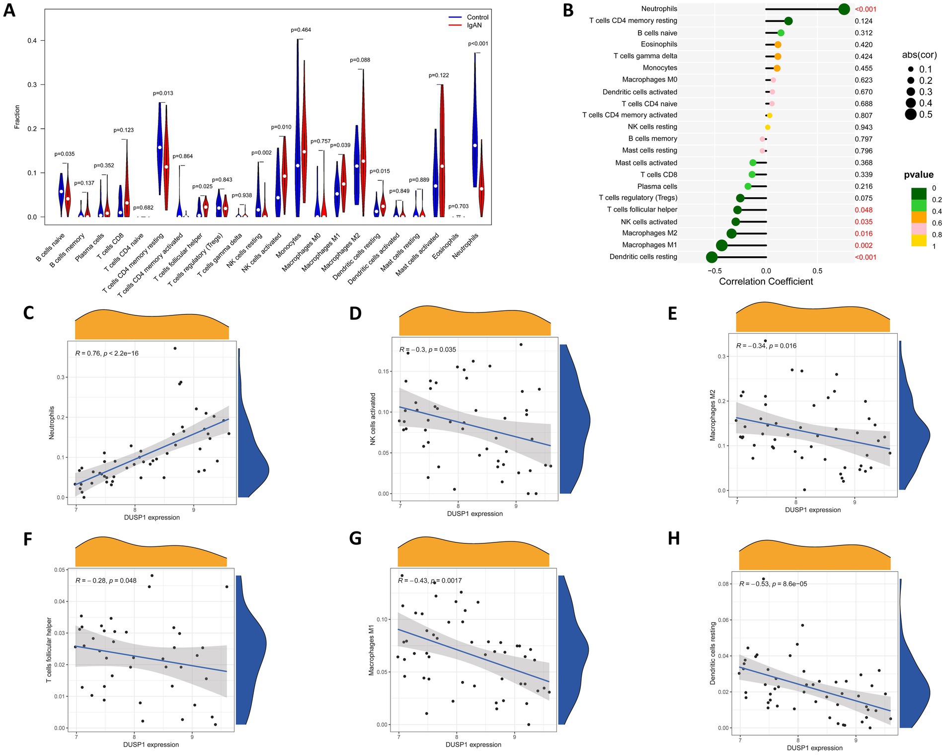 Panel A shows violin plots comparing cell fractions between control and IgA nephropathy groups, highlighting significant differences in neutrophils and several immune cells. Panel B illustrates a dot plot of correlation coefficients between DUSP1 expression and immune cell types, with varying sizes indicating correlation strength and colors denoting p-values. Panels C to H depict scatter plots with regression lines for correlations between DUSP1 expression and specific immune cells, including neutrophils, NK cells, macrophages, and dendritic cells, accompanied by R values and p-values.
