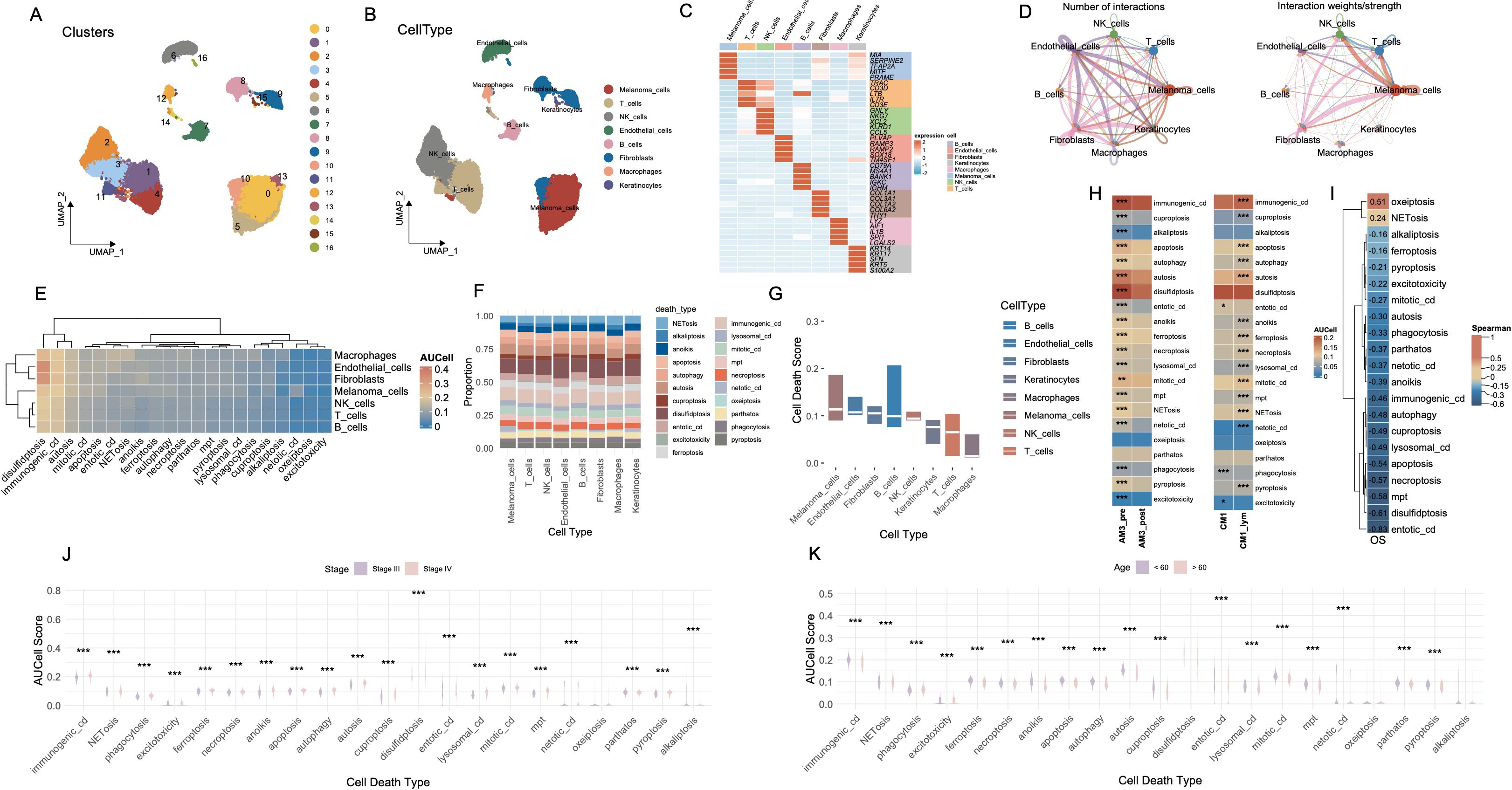 The image contains multiple panels detailing cellular data. Panel A and B display UMAP plots showing clusters and cell types, respectively. Panel C shows a heatmap of gene expression across various cell types. Panel D includes network diagrams illustrating the number and strength of interactions between cell types. Panel E features a heatmap of cell death types across cell types. Panel F presents stacked bar charts of cell death type proportions. Panel G shows bar charts of cell death scores by cell type. Panel H and I include heatmaps correlating cell death types with specific conditions and scores. Panels J and K display violin plots comparing cell death scores across cell death types and stages or ages.