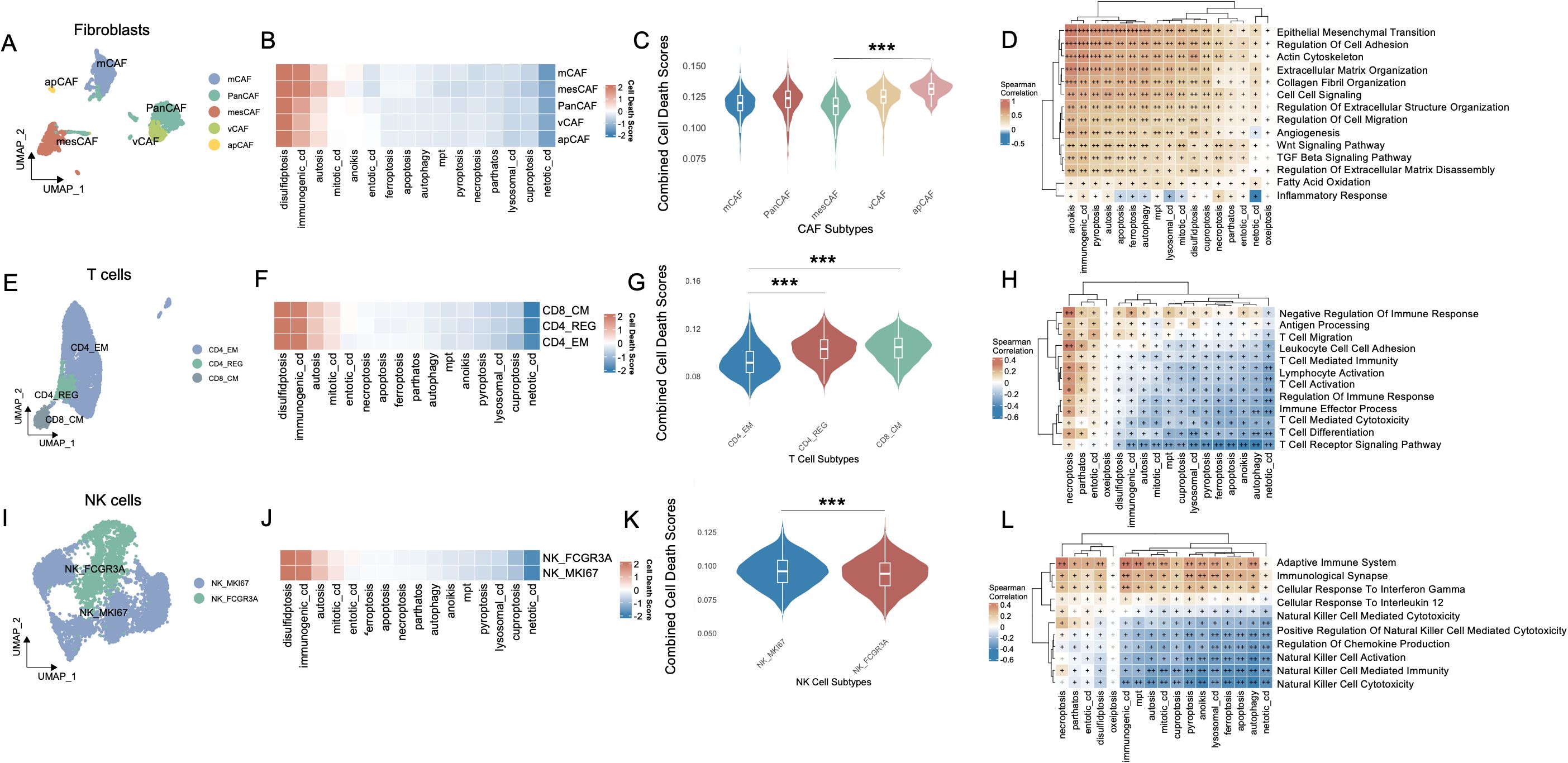 Visualization comparing fibroblasts, T cells, and NK cells. Panels A, E, and I show UMAP plots with clusters of subtypes. Panels B, F, and J present heatmaps of cell death pathways. Panels C, G, and K have violin plots of combined cell death scores, marked with significant differences. Panels D, H, and L feature heatmaps depicting Spearman correlations with biological processes.