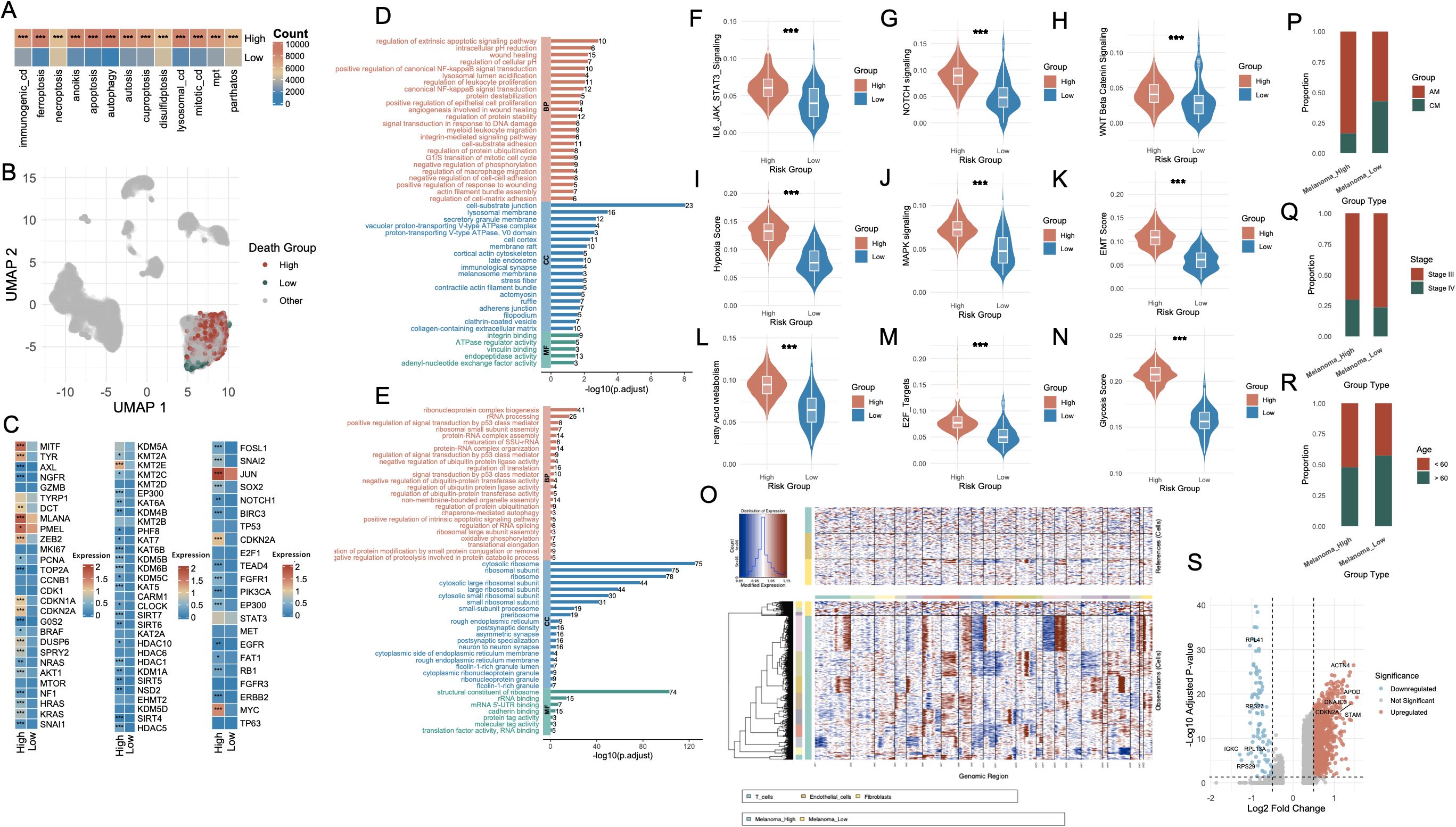 Composite image of multiple data visualizations related to gene expression and risk groups. Panel A shows a heatmap of cell death pathways. B displays a UMAP plot categorizing death groups. C contains gene expression heatmaps for high and low groups. D and E provide bar charts of pathway regulations. F to N present violin plots of signaling pathways by risk group. O illustrates a heatmap of genomic regions. P to R show bar graphs of group proportions by type, stage, and age. S features a scatter plot of gene expression significance by fold change.