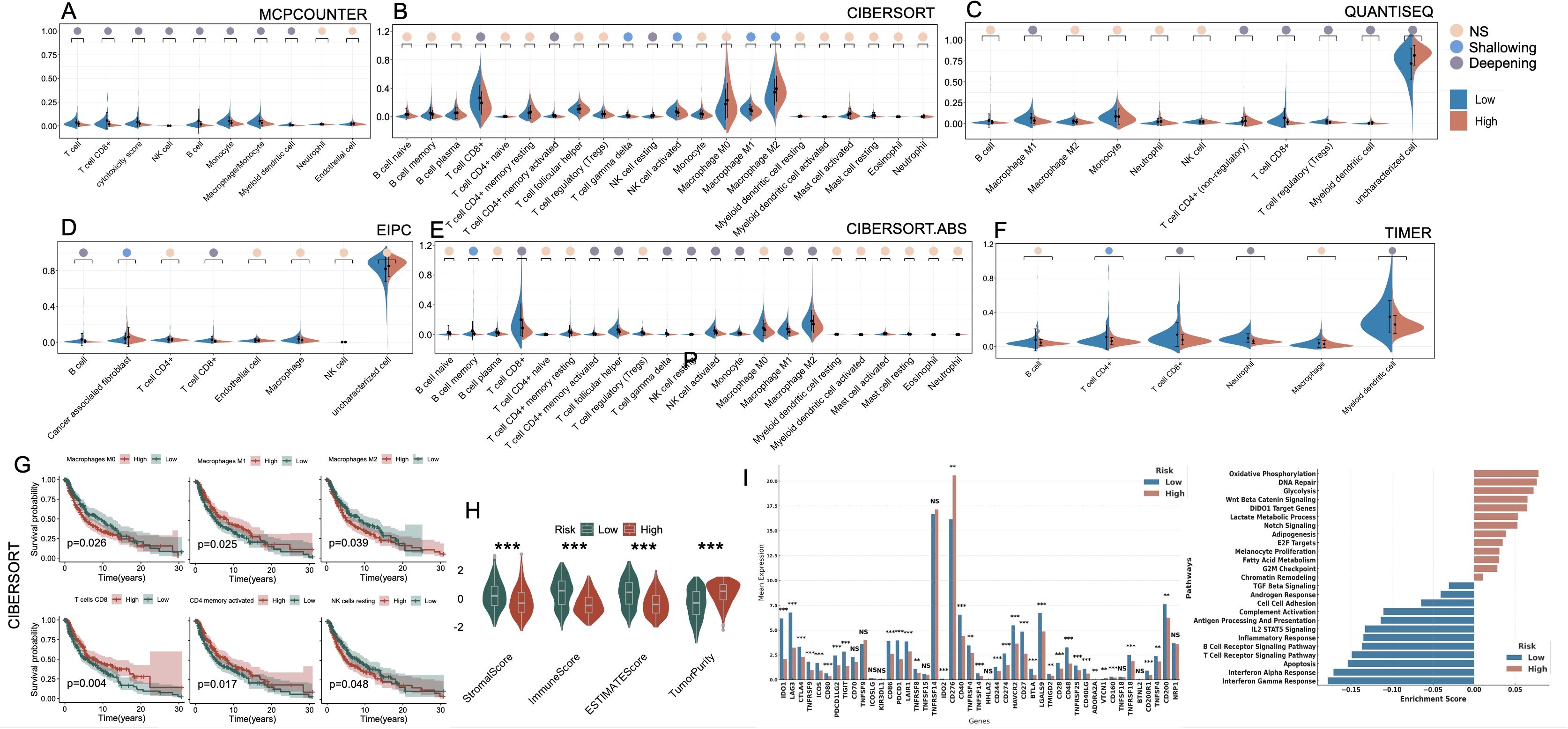 Violin plots and graphs depict immune cell type distributions and survival probabilities. Panels A through F show various analysis methods including MCPcounter, CIBERSORT, and QUANTISEQ. Panel G displays survival probability over time for different immune cells. Panel H presents risk-related scores, and panel I compares gene expression and pathway enrichment between low and high risks. Data is color-coded for low (blue) and high (red) values, and statistical significance is indicated.