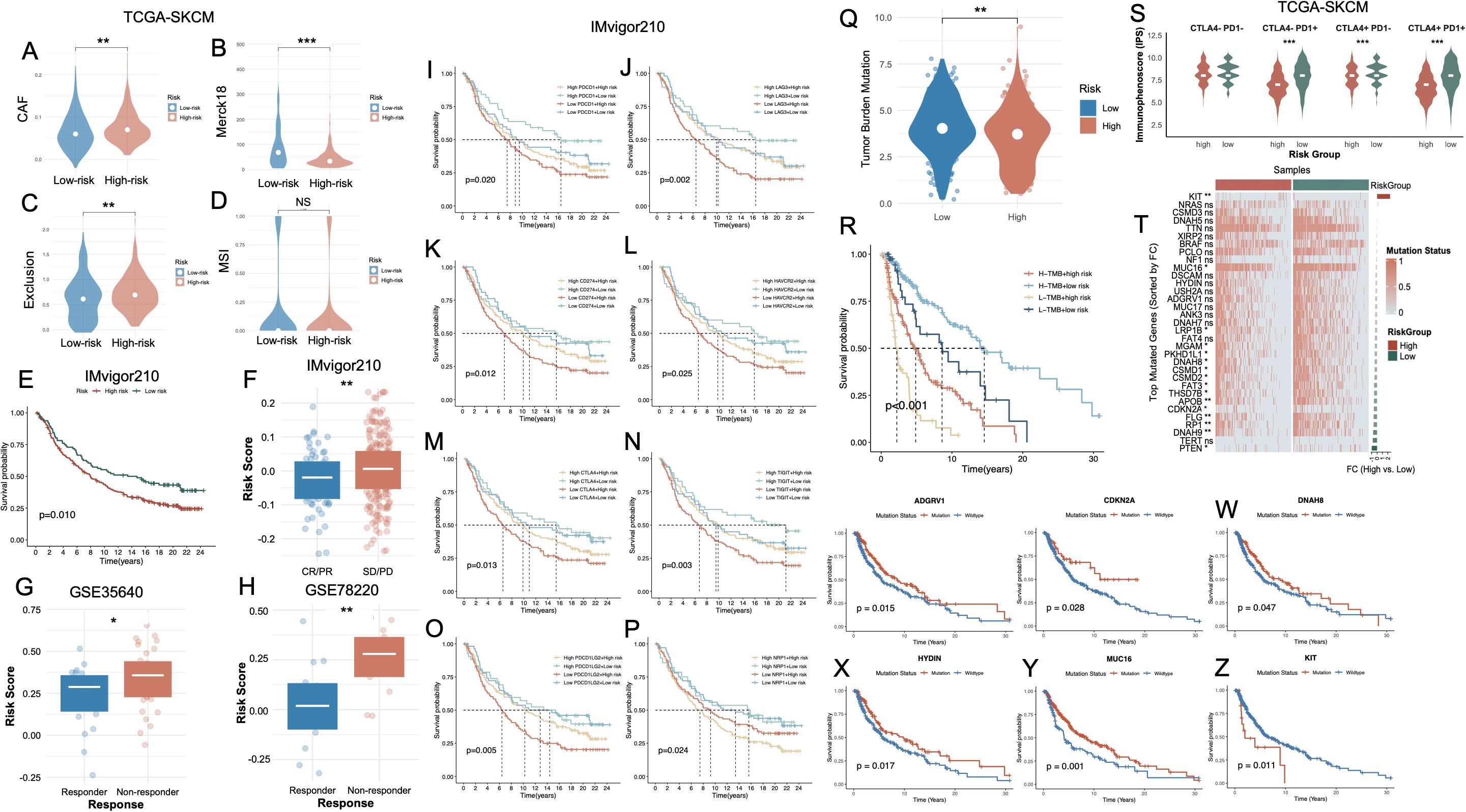 Multiple panels display various data visualizations related to cancer risk groups. Panels A-D and Q-S show violin and box plots comparing different factors like CAF, Merck18, and tumor burden among low-risk and high-risk groups. Panels E-P and R-Z feature Kaplan-Meier survival curves for different risk groups and mutation status, illustrating survival probability over time. A heatmap (T) depicts the mutation status of top mutated genes, color-coded by risk group. Statistical significance is denoted by asterisks, with p-values indicated on survival plots.