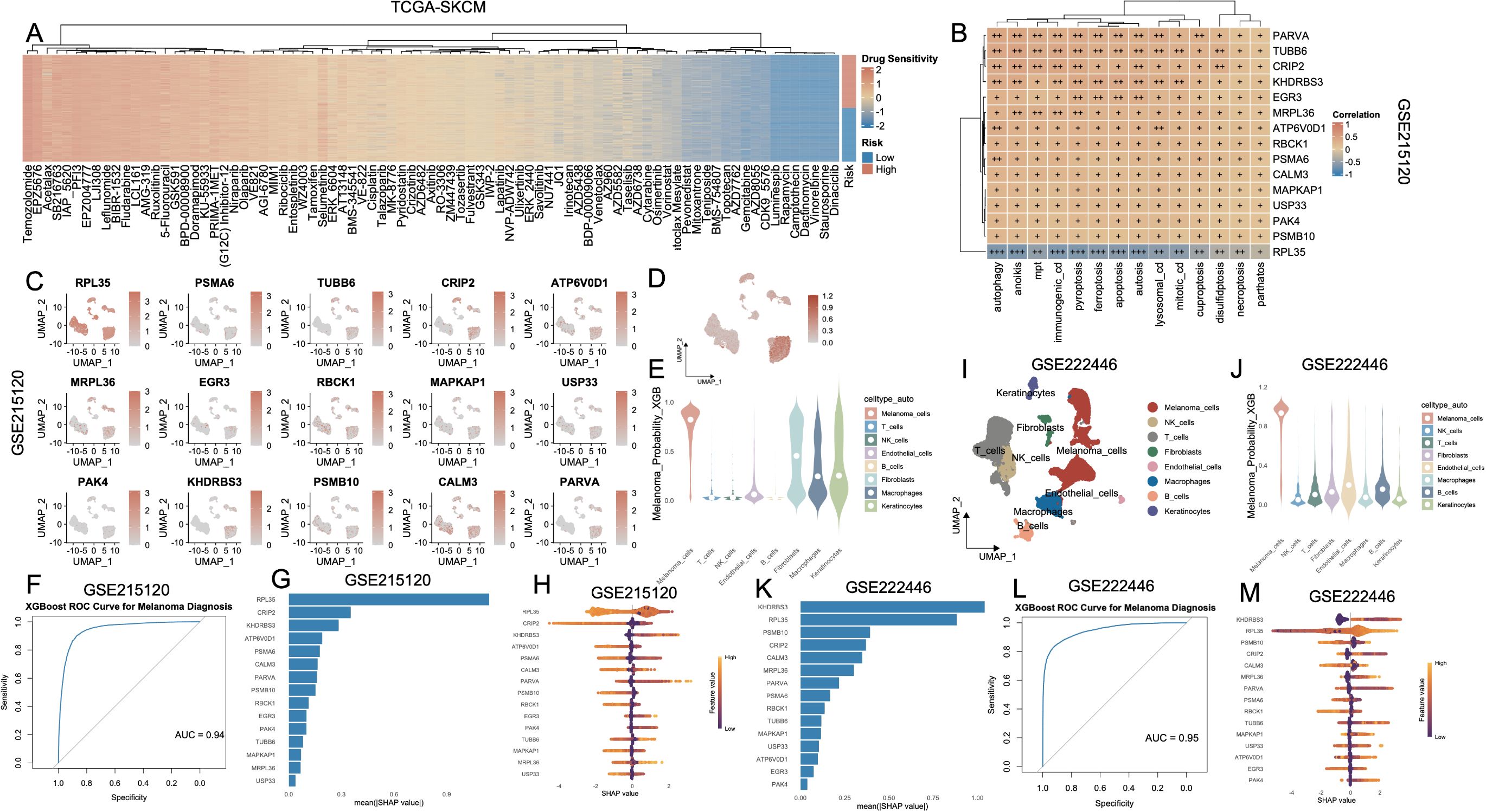 Multifaceted scientific visualization depicting data related to melanoma research. Panel A shows a heatmap of drug sensitivity and risk. Panel B presents a correlation heatmap of genes like PARVA and TUBB6. Panel C features UMAP plots for different genes. Panel D shows a UMAP visualization with a color gradient. Panel E includes violin plots of melanoma probability. Panels F and L display ROC curves for melanoma diagnosis with AUC values. Panels G and K provide bar charts with SHAP values for gene importance. Panels H and M illustrate force plots with SHAP values. Panel I contains a UMAP plot of cell types.