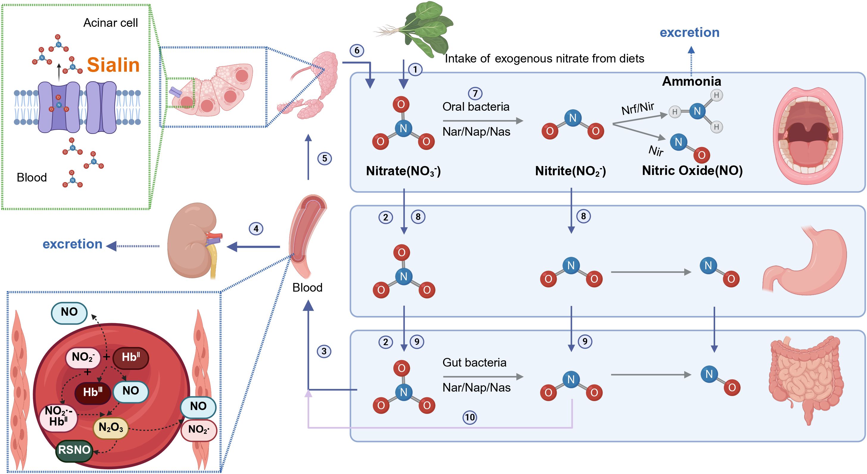 Diagram illustrating nitrate and nitrite metabolism involving oral and gut bacteria. Nitrate from diets is converted to nitrite by oral bacteria. Nitrite further converts to nitric oxide and ammonia. Several pathways involve blood transport and are influenced by gut bacteria. Metabolites undergo excretion through kidneys. Key components include an acinar cell with Sialin transport, reactions in stomach and intestines, and excretion pathways.