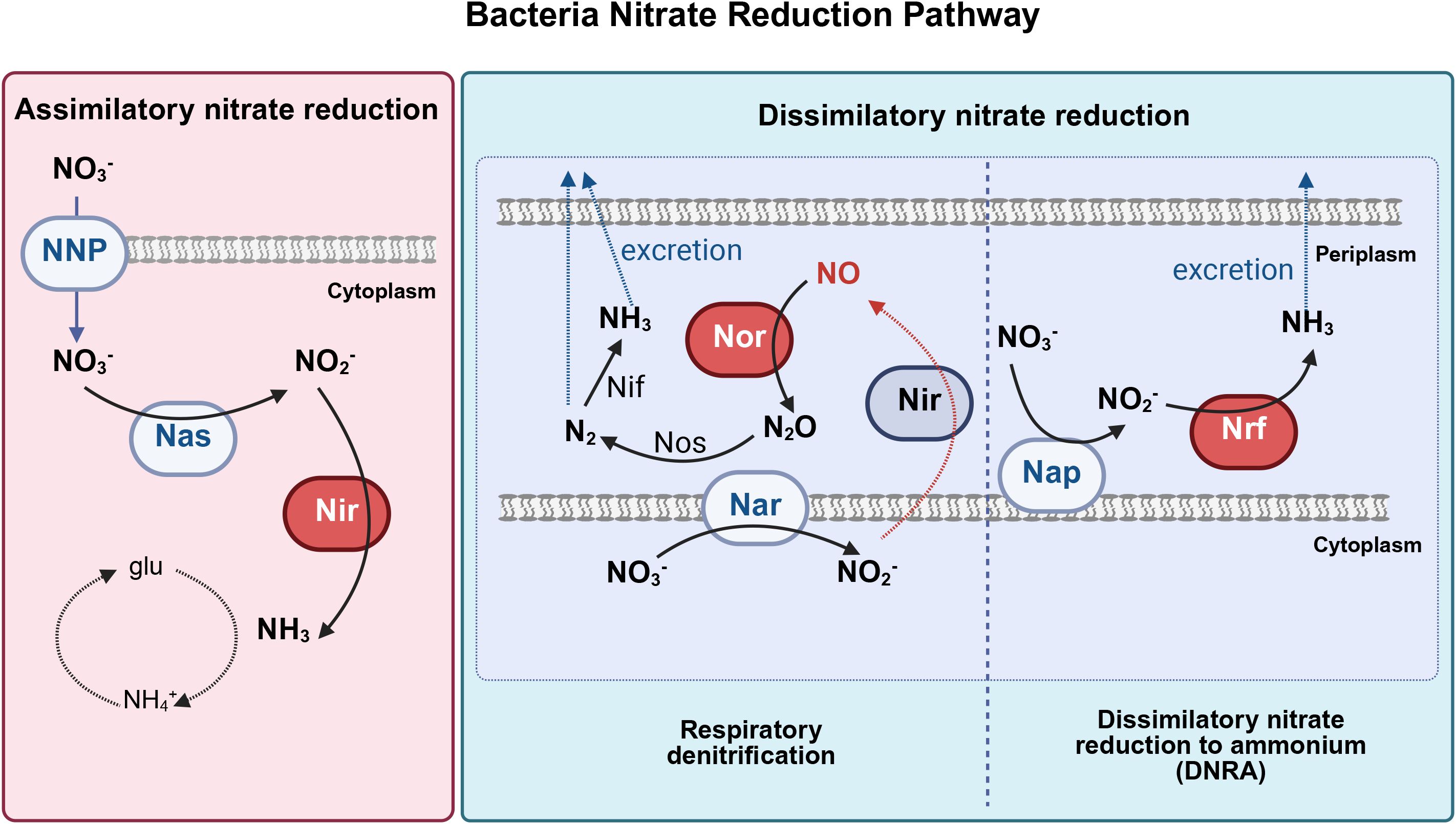 Diagram of bacterial nitrate reduction pathways. The left side shows assimilatory nitrate reduction with nitrate (\(NO_3^-\)) converted to nitrite (\(NO_2^-\)) by Nas, then to ammonia (\(NH_3\)) by Nir, forming glutamine (glu) and ammonium (\(NH_4^+\)). The right side depicts dissimilatory nitrate reduction: respiratory denitrification, where \(NO_3^-\) is reduced to \(N_2\) via Nar, Nir, Nor, and Nos enzymes, and DNRA, where \(NO_3^-\) is reduced to \(NH_3\) via Nrf. Excretion and periplasm are involved in both processes.