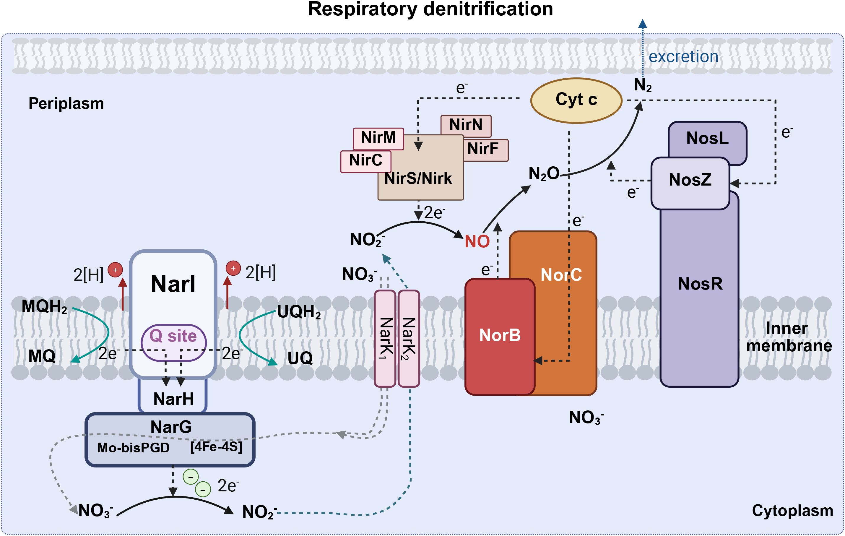Diagram illustrating the process of respiratory denitrification. It displays several enzymes and proteins such as NarI, NarG, NarH, NirS/Nirk, NorB, NorC, and NosZ, depicted within membranes. The pathway shows the conversion of nitrate (NO₃⁻) to nitrite (NO₂⁻), nitric oxide (NO), nitrous oxide (N₂O), and finally nitrogen gas (N₂). Electron and proton transfers are marked, along with compounds like MQ, UQ, and Cyt c, indicating the flow of electrons and protons between compartments, periplasm, and cytoplasm.