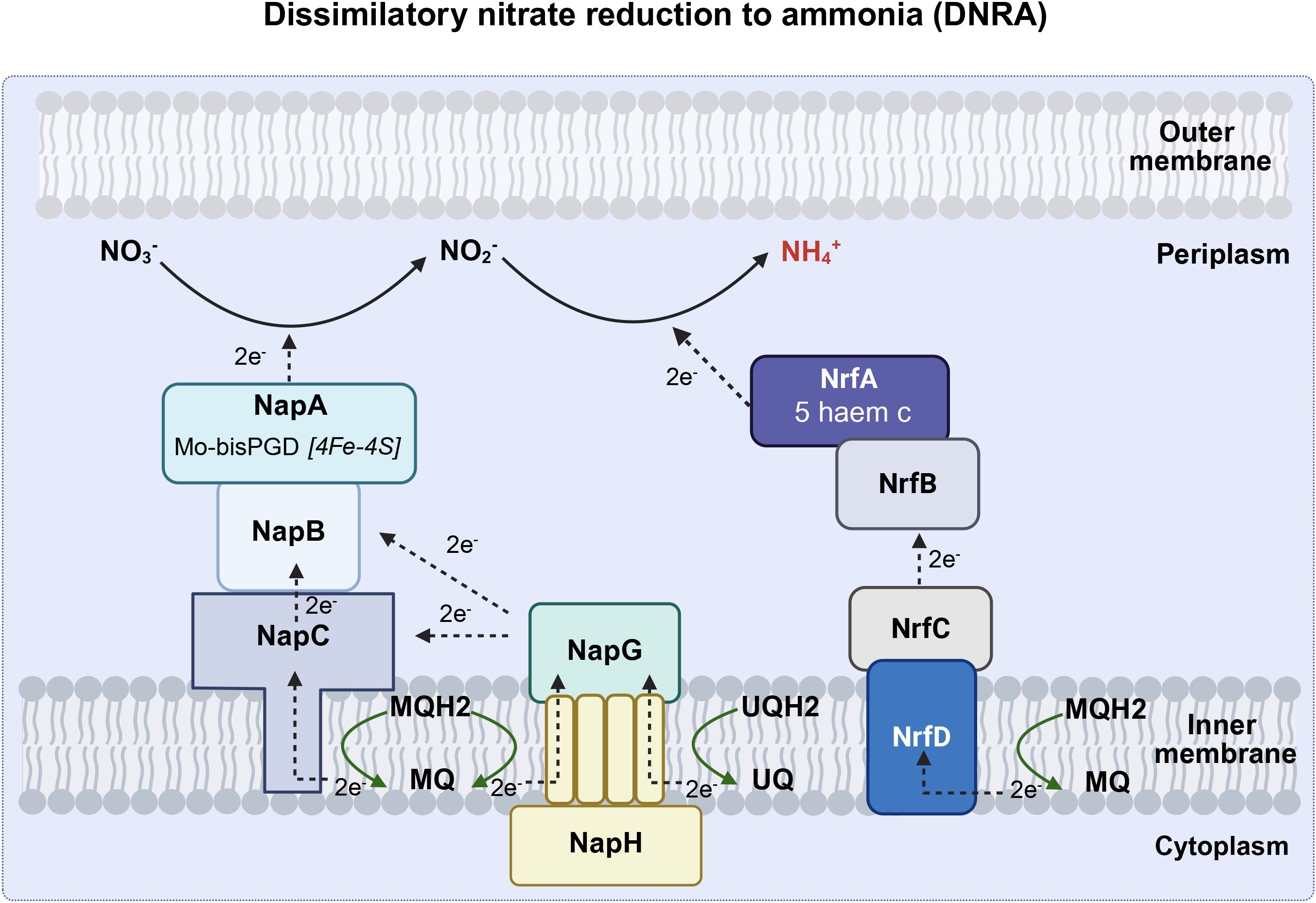 Diagram illustrating the dissimilatory nitrate reduction to ammonia (DNRA) pathway. It shows nitrate (NO₃⁻) conversion to nitrite (NO₂⁻) and then to ammonia (NH₄⁺) via interactions with proteins NapA, NapB, NapC, NapG, NapH, NrfA, NrfB, NrfC, and NrfD. The outer and inner membranes of a cell are depicted, with electron transfer pathways indicated by arrows. Periplasm and cytoplasm regions are marked, alongside the involvement of MQ and UQ electron carriers.