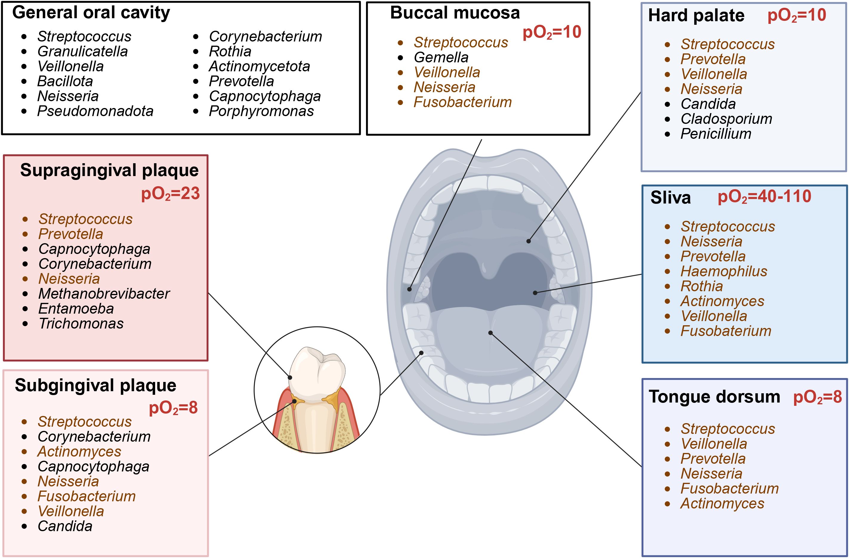 Diagram displaying bacterial genera found in various oral regions with corresponding oxygen partial pressure values (pO2). Areas include the general oral cavity, buccal mucosa (pO2=10), hard palate (pO2=10), supragingival plaque (pO2=23), subgingival plaque (pO2=8), saliva (pO2=40-110), and tongue dorsum (pO2=8). Each area lists specific bacteria present, such as Streptococcus, Neisseria, and Prevotella. An illustration of an open mouth and a tooth cross-section are included to indicate these regions.