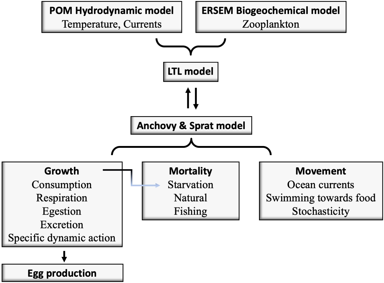 Flowchart depicting models and processes influencing anchovy and sprat dynamics. The POM Hydrodynamic model (temperature, currents) and ERSEM Biogeochemical model (zooplankton) compose the LTL model, which is 2-way coupled to the Anchovy and Sprat model. This model encompasses growth (consumption, respiration, egestion, excretion, specific dynamic action), mortality (starvation, natural, fishing), and movement (ocean currents, swimming towards food, stochasticity). Egg production uses the remaining energy from growth.