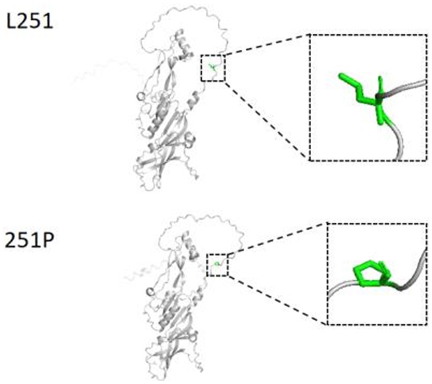 Two molecular structure diagrams labeled L251 and 251P. Each diagram includes a magnified inset showing a specific molecular segment highlighted in green. The insets display differences between the structures.