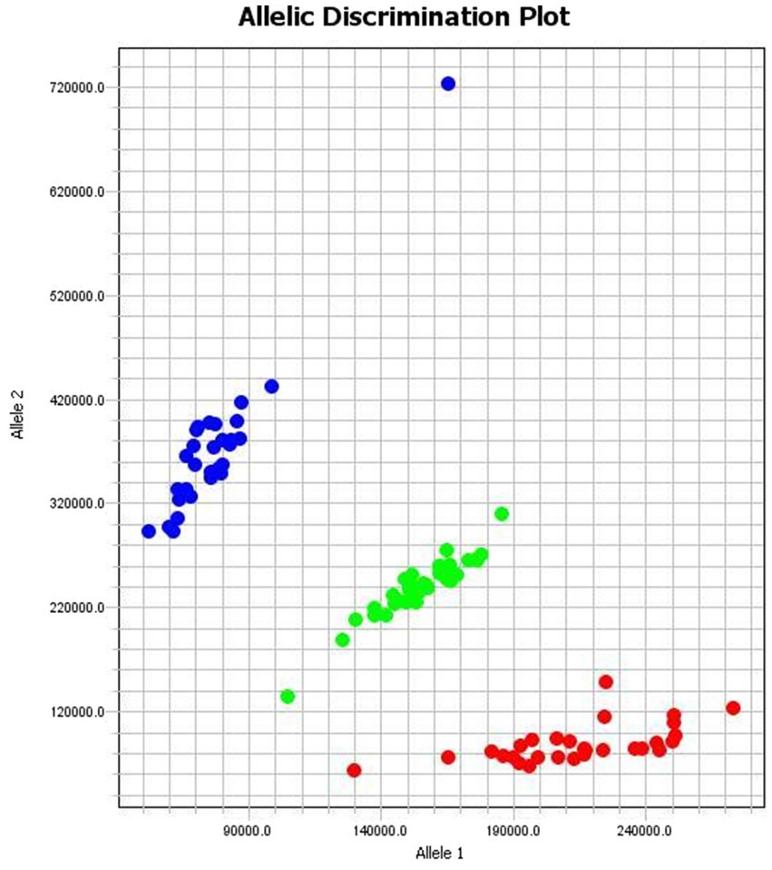Allelic discrimination plot displaying three clusters of data points: blue on the upper left, green in the middle, and red on the lower right. The x-axis is labeled Allele 1 and the y-axis is labeled Allele 2.