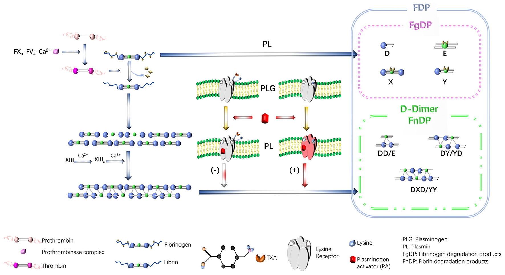 Diagram illustrating the fibrinolysis pathway and degradation products. It shows the conversion of fibrinogen to fibrin through the action of thrombin. Plasminogen, activated by plasminogen activator, converts to plasmin, breaking down fibrin into fibrin degradation products (FnDP) and fibrinogen degradation products (FgDP). The diagram includes factors and complexes like FXa, FVa, and Ca2+, with a legend explaining symbols for prothrombin, fibrinogen, fibrin, plasminogen, and others. Arrows indicate process directions, making it a visual representation of the biochemical cascade.