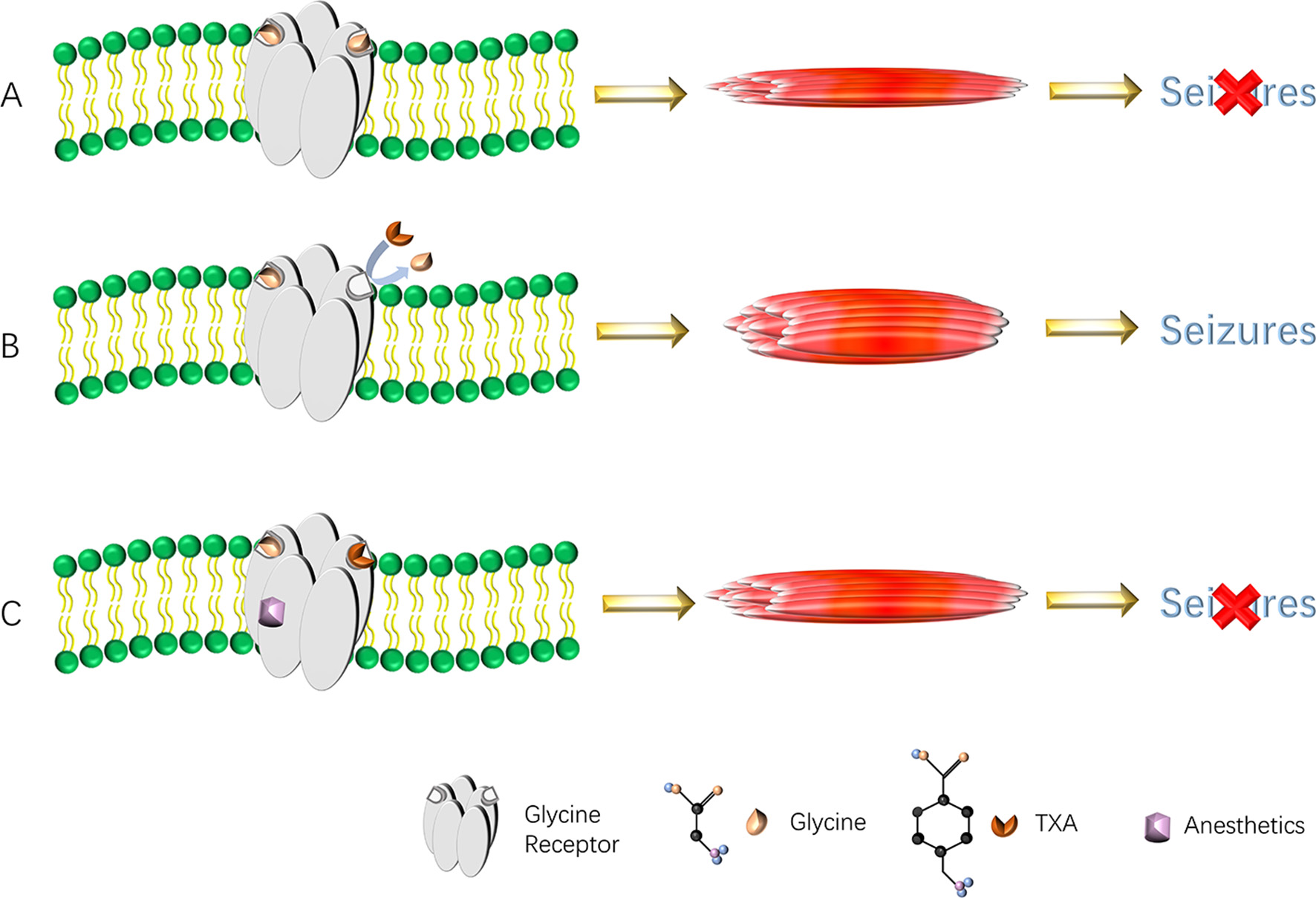Diagram illustrating glycine receptors in a cell membrane under three conditions. (A) Normal function preventing seizures. (B) Disrupted function with TXA causing seizures. (C) Anesthetics restoring function to prevent seizures. Legend shows symbols for glycine receptor, glycine, TXA, and anesthetics.