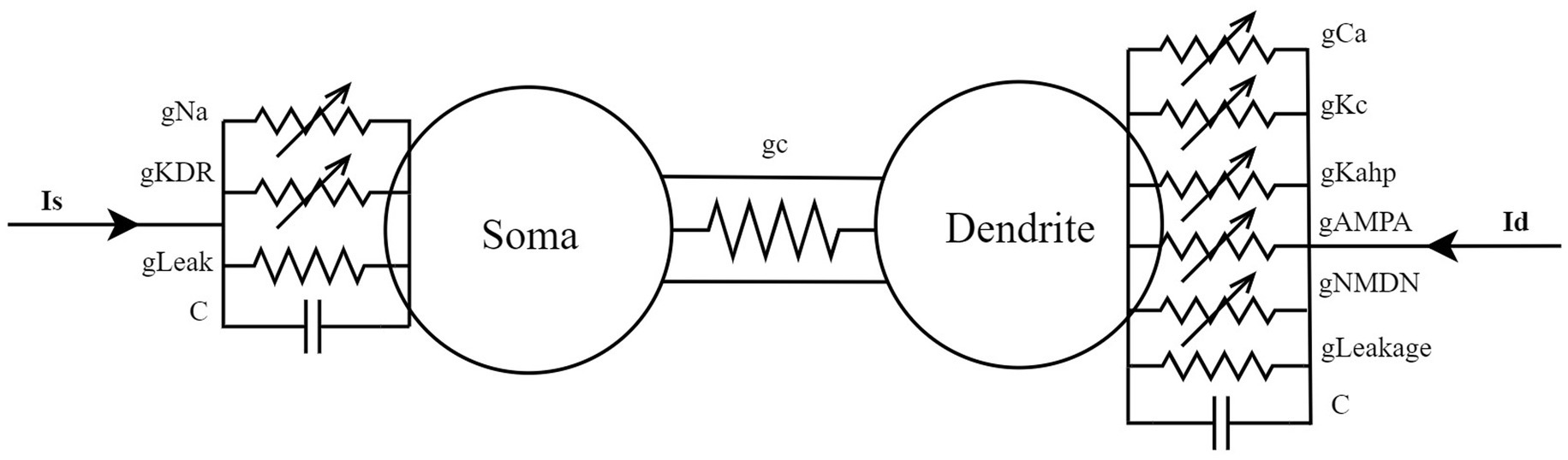 Diagram of a simplified neuron model showing a soma connected to dendrites. Inputs are labeled Is and Id. Channels are labeled gNa, gKDR, gLeak, gCa, gKc, gKahp, gAMPA, gNMDN, and gLeakage, indicating different conductance pathways. Each section includes resistors symbolizing conductance and capacitors marked by C.