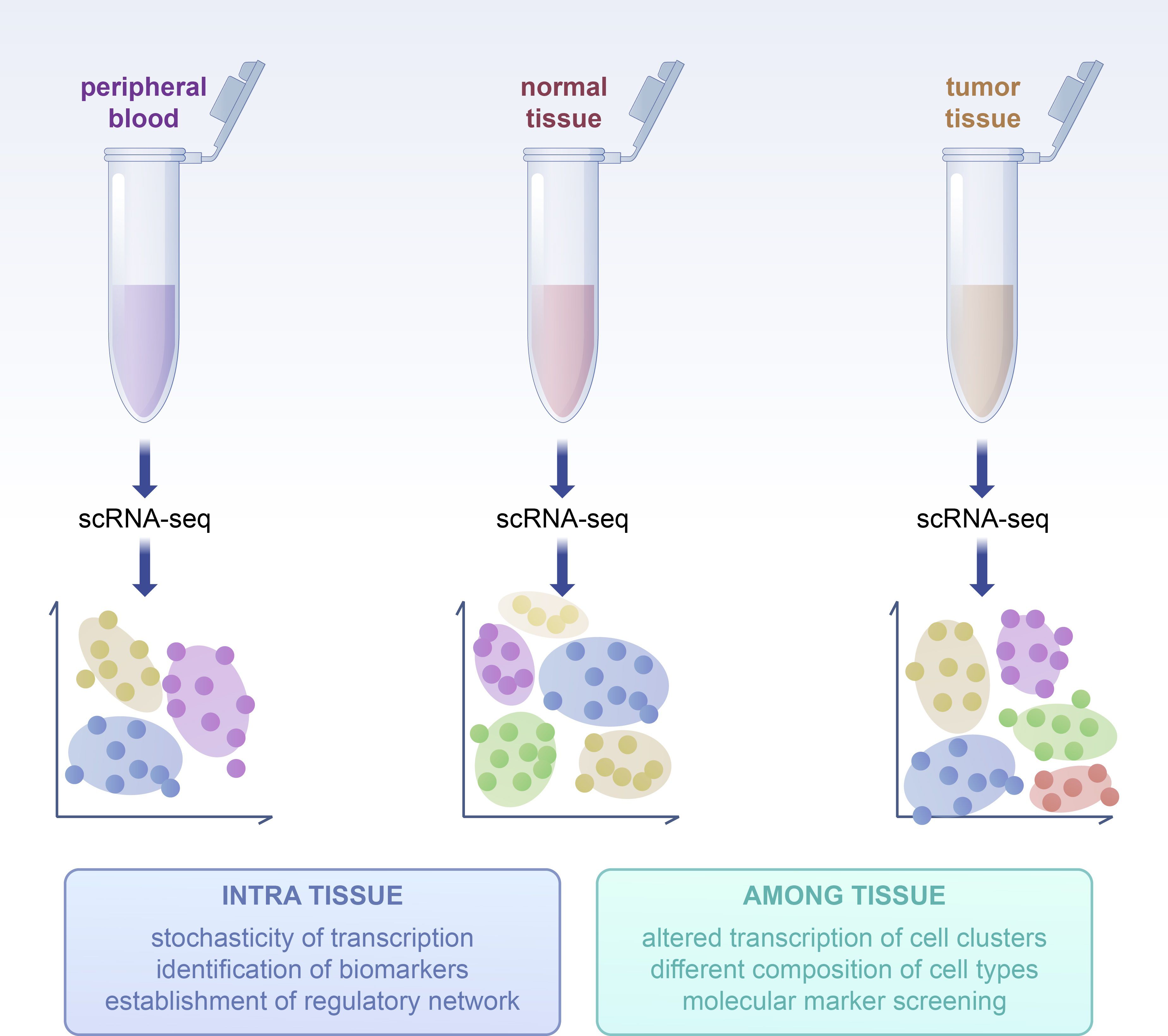 Diagram showing three labeled test tubes: peripheral blood, normal tissue, and tumor tissue. Each undergoes scRNA-seq analysis, resulting in colorful cell clusters below. Intra tissue research focuses on transcription, biomarkers, and regulatory networks, while among tissue research targets altered transcription, cell composition, and molecular marker screening.