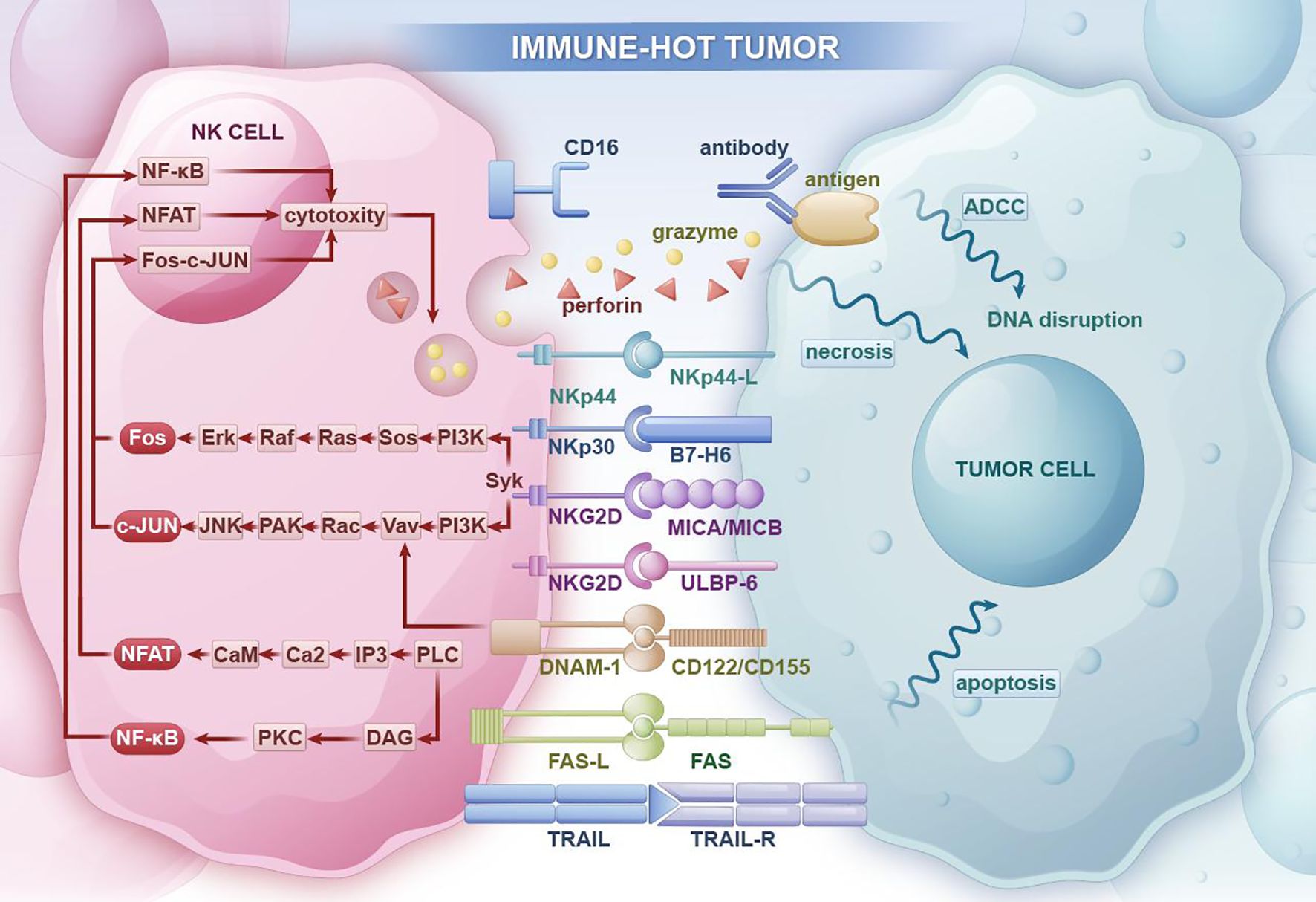 Diagram depicting interactions between NK cells and tumor cells in an immune-hot tumor environment. The NK cell section includes pathways like NF-κB, NFAT, and Fos-c-JUN leading to cytotoxicity. Receptors and ligands mediating interactions are shown, such as CD16, NKG2D, and DNAM-1. Perforin and granzyme are released, causing DNA disruption and necrosis in tumor cells, leading to apoptosis.