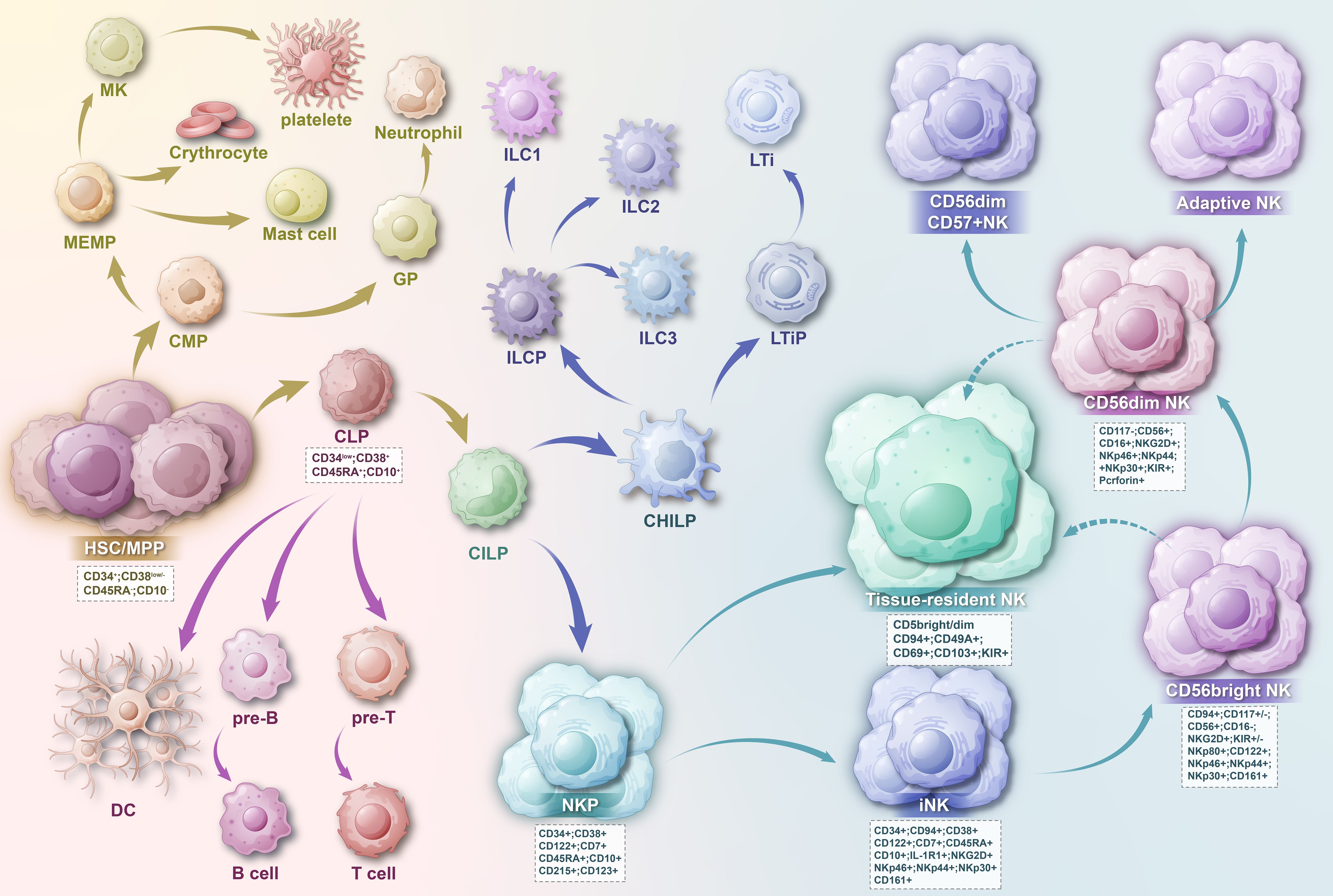 Chart illustrating hematopoietic cell differentiation. Key cells include HSC/MPP leading to CMP and CLP. CMP develops into megakaryocytes, erythrocytes, mast cells, granule precursors, neutrophils, and DC. CLP forms pre-B and pre-T cells, B and T cells, and progresses through CILP, CHILP, and NKP to various ILCs, LTi, NK cells, and innate lymphoid cells. Specific markers are indicated for each cell type.
