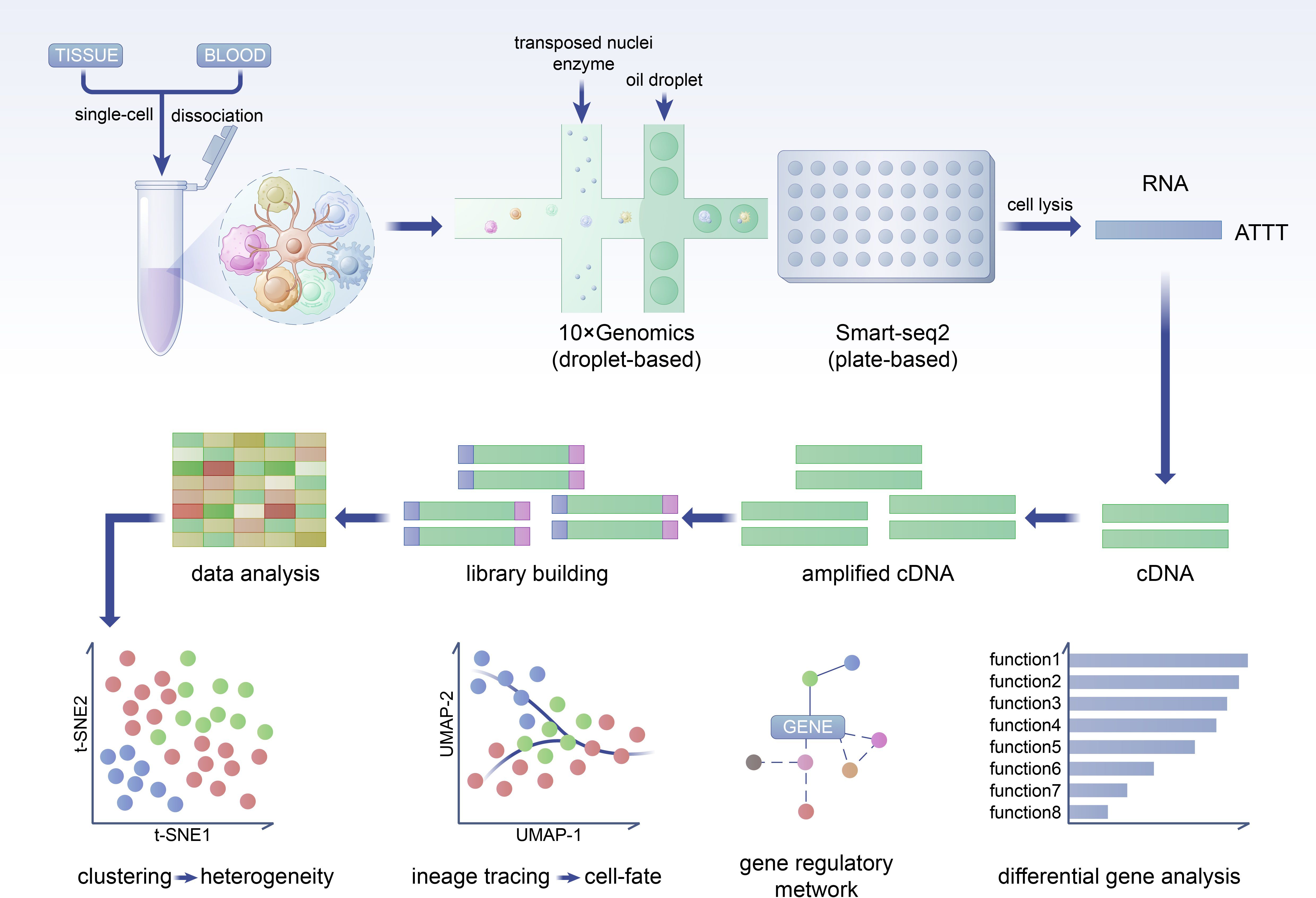 Flowchart illustrating single-cell analysis from tissue or blood. Cells undergo dissociation, then processed by 10x Genomics or Smart-seq2 methods. RNA is extracted, converted to cDNA, amplified, and used for library building. Data analysis includes clustering, lineage tracing, gene regulatory network creation, and differential gene analysis.