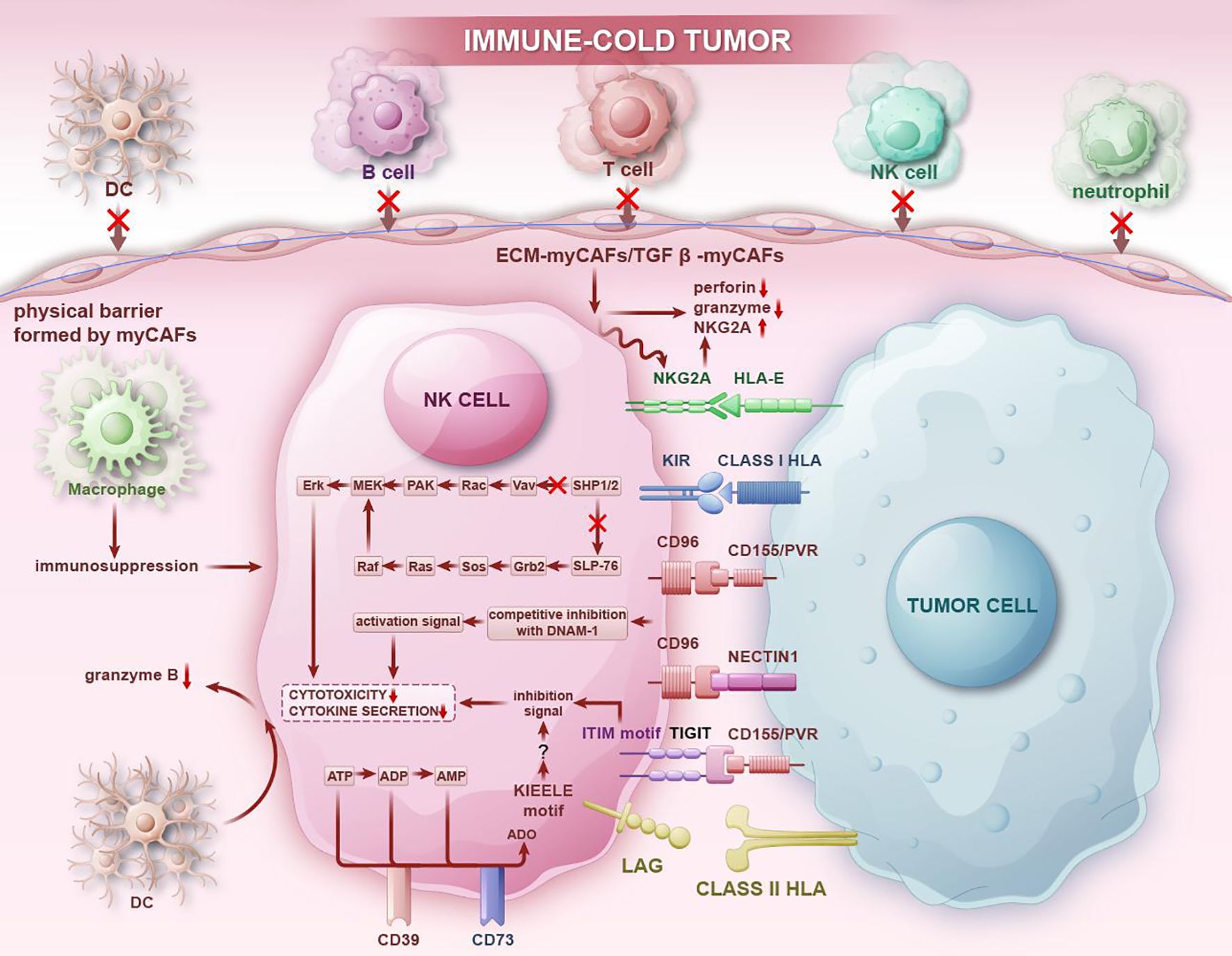 Diagram illustrating an immune-cold tumor environment. Tumor is surrounded by a physical barrier formed by myCAFs, blocking immune cells like DC, B cells, T cells, NK cells, and neutrophils. NK cell processes involve various signaling pathways, proteins, and receptors, such as NKG2A and CD96, highlighting mechanisms of immunosuppression and cytotoxicity reduction. Cells like macrophages and dendritic cells engage in granzyme B suppression. The diagram emphasizes competitive inhibition and lack of cytotoxicity and cytokine secretion.