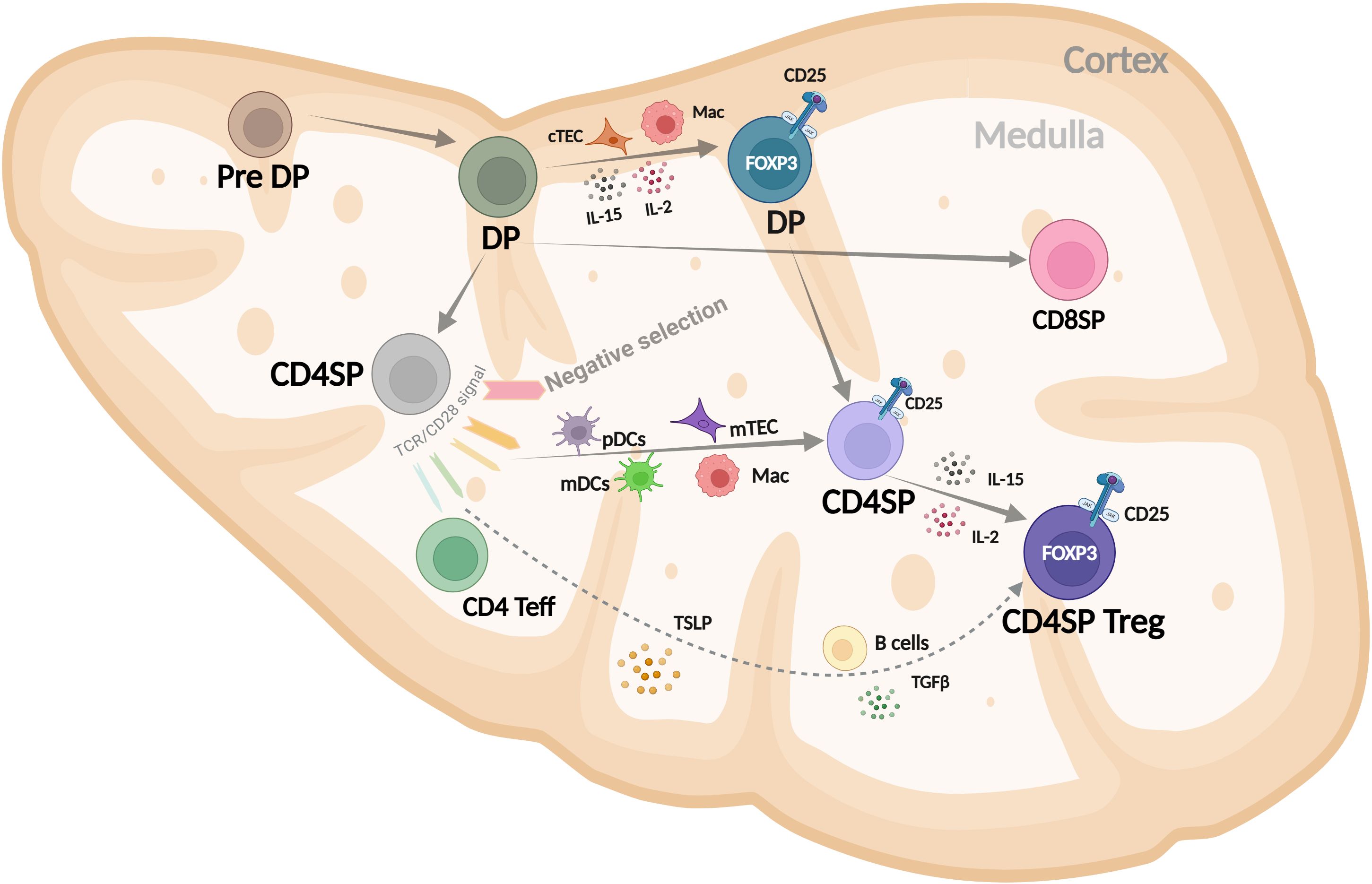 Diagram illustrating thymocyte development in the thymus. It shows the progression from Pre DP to DP, CD4SP or CD8SP, highlighting interactions with cTEC, pDCs, mDCs, mTEC, and macrophages in the cortex and medulla. Arrows indicate developmental path, showing IL-15, IL-2, TSLP and TGFb involvement. CD4SP Treg cells express FOXP3 and CD25.