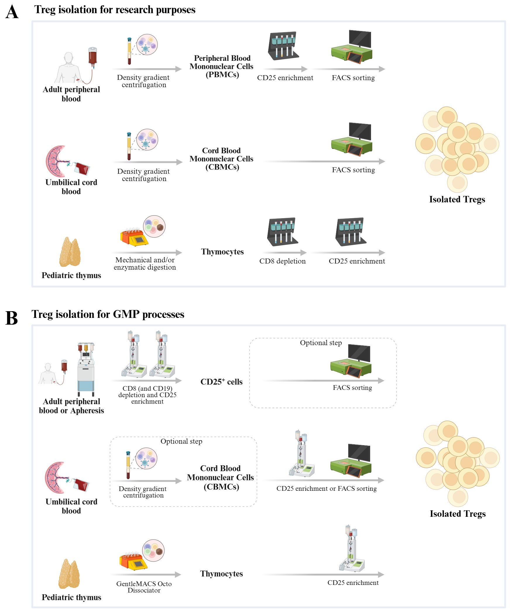 Diagram illustrating Treg isolation methods. Panel A illustrates the research-scale workflow for isolating Tregs from adult peripheral blood, umbilical cord blood, and pediatric thymus. Blood samples undergo density gradient centrifugation, while thymic tissue is mechanically digested to obtain mononuclear cells, followed by magnetic and/or FACS sorting to isolate Tregs. Panel B outlines the corresponding GMP-compliant procedures for clinical-grade Treg isolation.