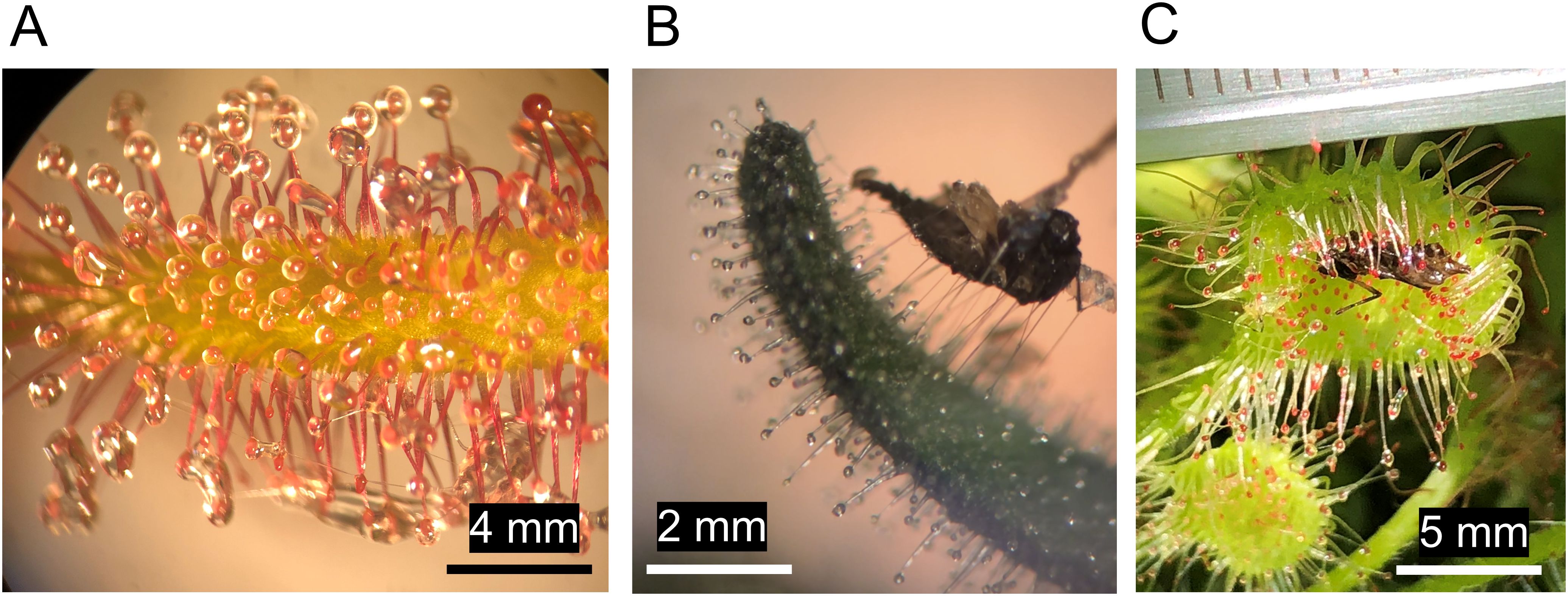 Panel A shows a close-up of a sundew plant with glistening sticky droplets on its tentacles. Panel B displays a side view of the plant capturing a dark insect. Panel C depicts a top view of the plant holding a different insect, with a ruler for scale. Each panel highlights the plant's predatory mechanism.