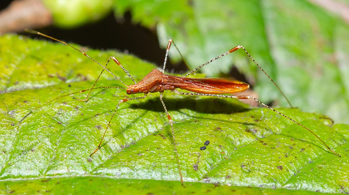 A slender brown insect with long, thin legs and antennae, resting on a textured green leaf. Sunlight highlights the glossy surface of the insect's wings and the leaf's details.