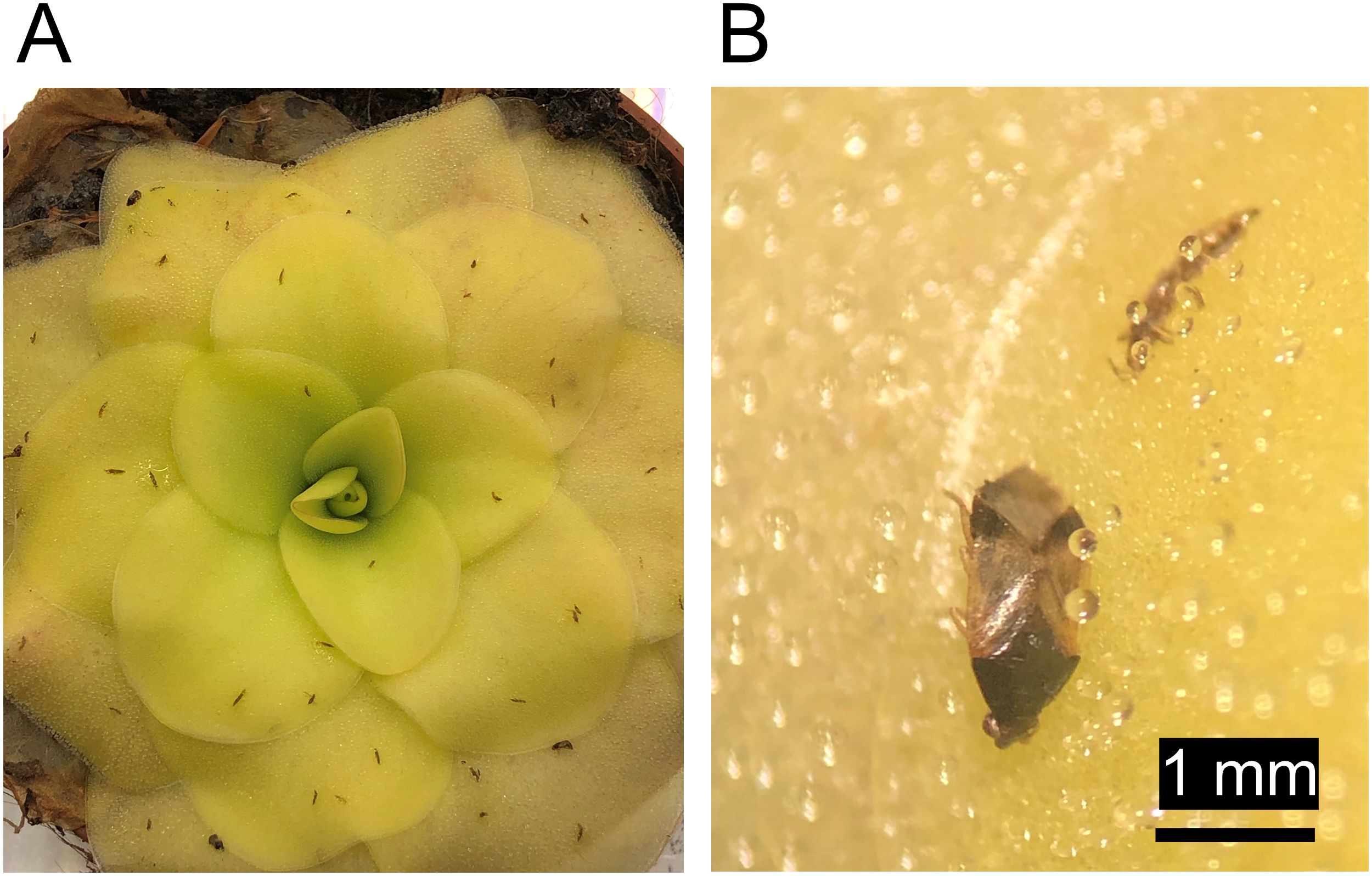 Panel A shows a close-up of a carnivorous plant with green rosette-shaped leaves dotted with small insects. Panel B displays a magnified view of an insect trapped on the plant, highlighting its brown and black body. The scale bar indicates one millimeter.