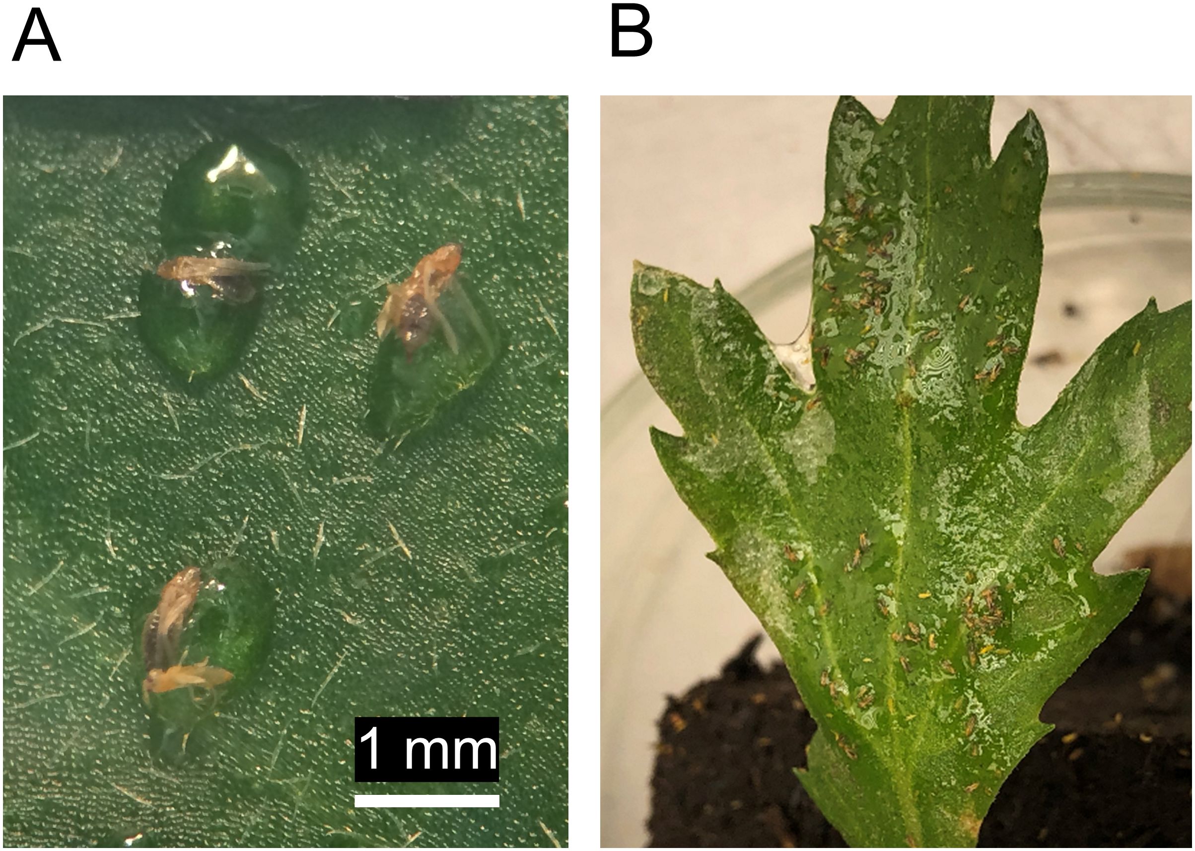 Panel A shows small insects encased in green drops on a textured surface with a 1 millimeter scale. Panel B displays a green leaf with several tiny insects, partially situated in soil.