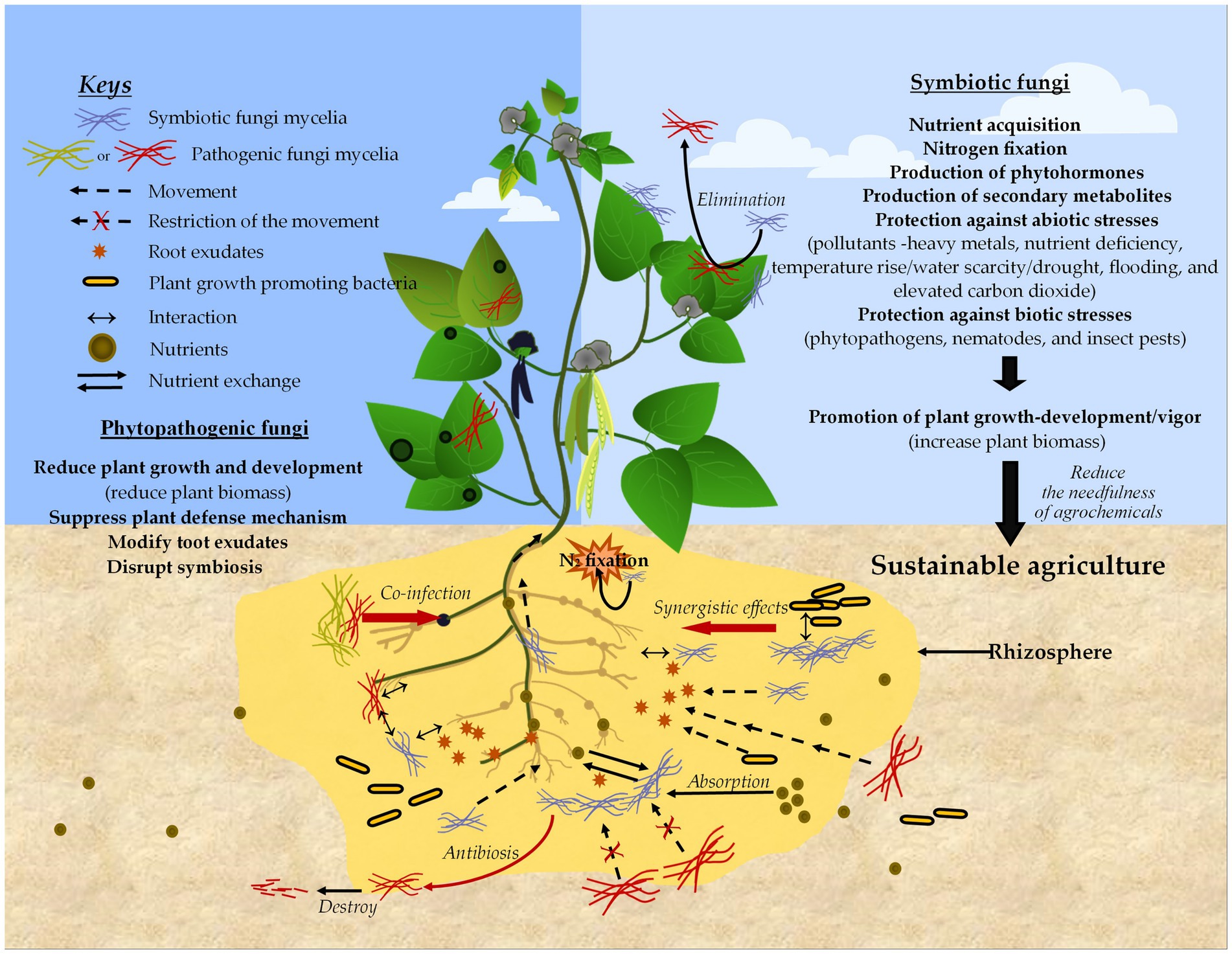Illustration of a plant with root interactions depicting symbiotic and pathogenic fungi in soil. Labels and arrows indicate processes like nutrient exchange, nitrogen fixation, and plant defense mechanisms. The image emphasizes sustainable agriculture, showing how symbiotic fungi support plant growth and reduce agrochemical need, while pathogenic fungi hinder plant development. The key explains symbols representing various interactions, movements, and components such as root exudates and bacteria.