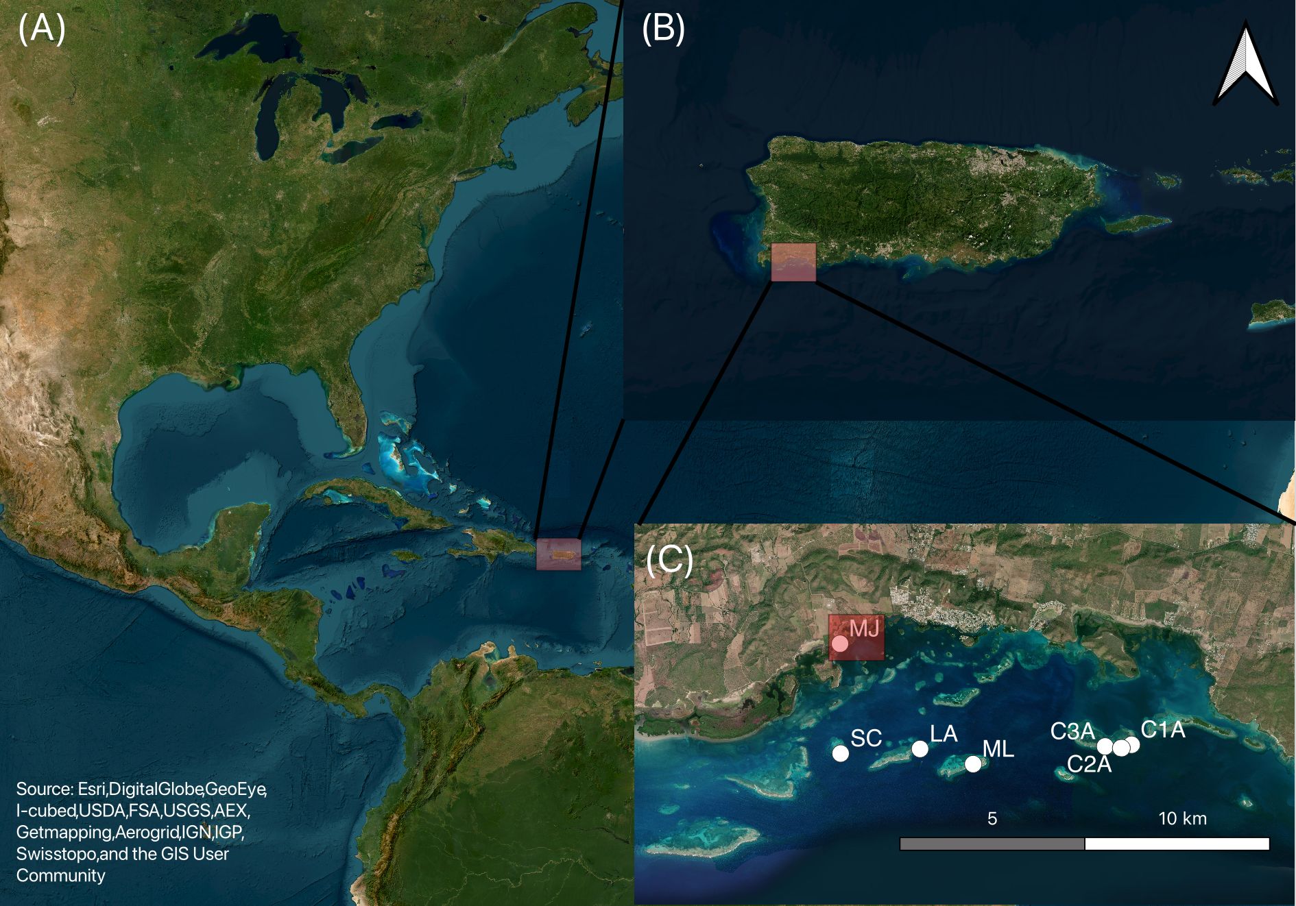 A satellite imagery collage depicting three areas. Panel (A) shows North America and the Caribbean. Panel (B) zooms in on Puerto Rico. Panel (C) focuses on the southern coast of Puerto Rico with marked locations: MJ, SC, LA, ML, C3A, C2A, C1A. A scale bar indicates distances of 5 to 10 kilometers.