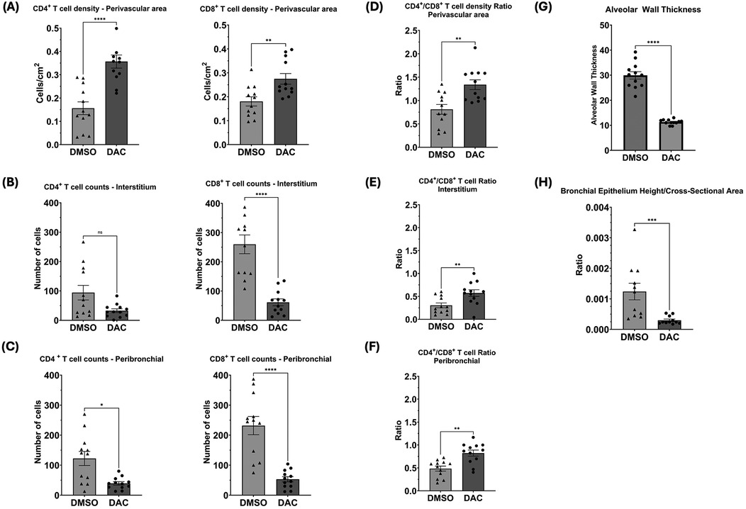 Graphs comparing DMSO and DAC effects on various cellular metrics in mice. (A-D) show CD4⁺ and CD8⁺ T cell densities, with DAC generally increasing values compared to DMSO. (E-F) depict CD4⁺/CD8⁺ T cell ratios, with mixed results. (G) indicates a significant reduction in alveolar wall thickness with DAC. (H) presents a decrease in bronchial epithelium height/cross-sectional area ratio under DAC. Statistical significance is marked by asterisks, with **** being extremely significant.